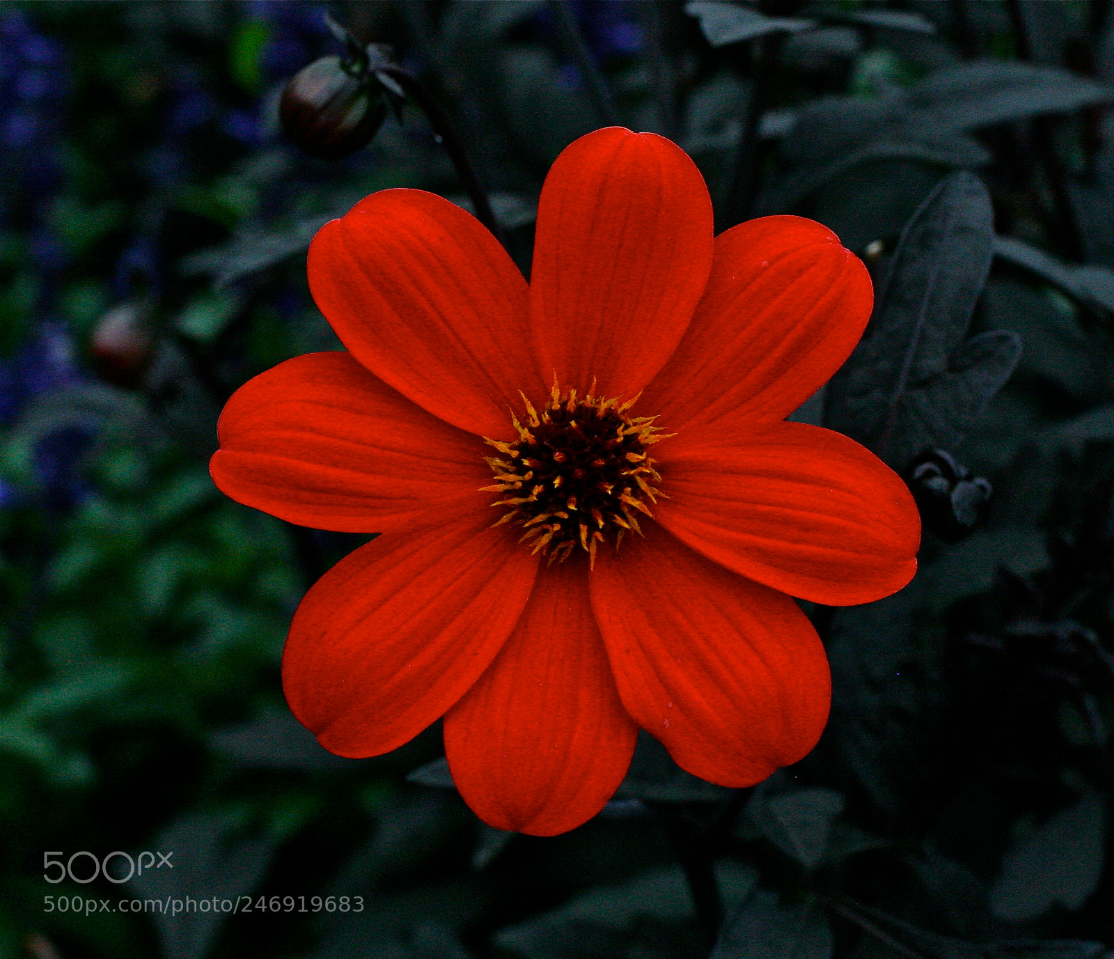 Canon EOS 30D sample photo. A perfect flower photography
