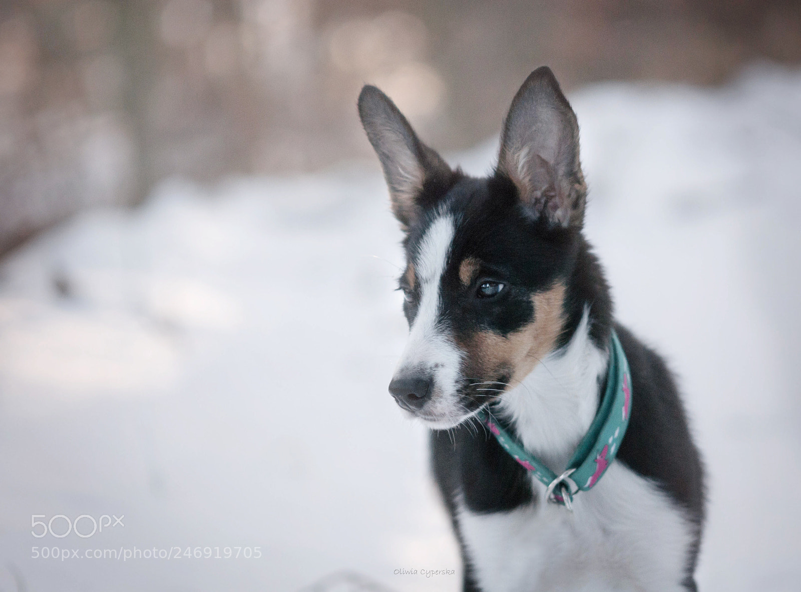 Nikon D200 sample photo. Puppy photography