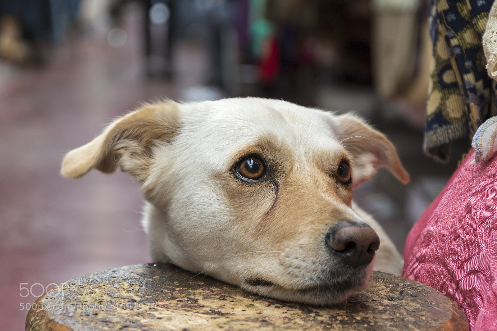 Canon EOS 7D Mark II sample photo. Dog photography