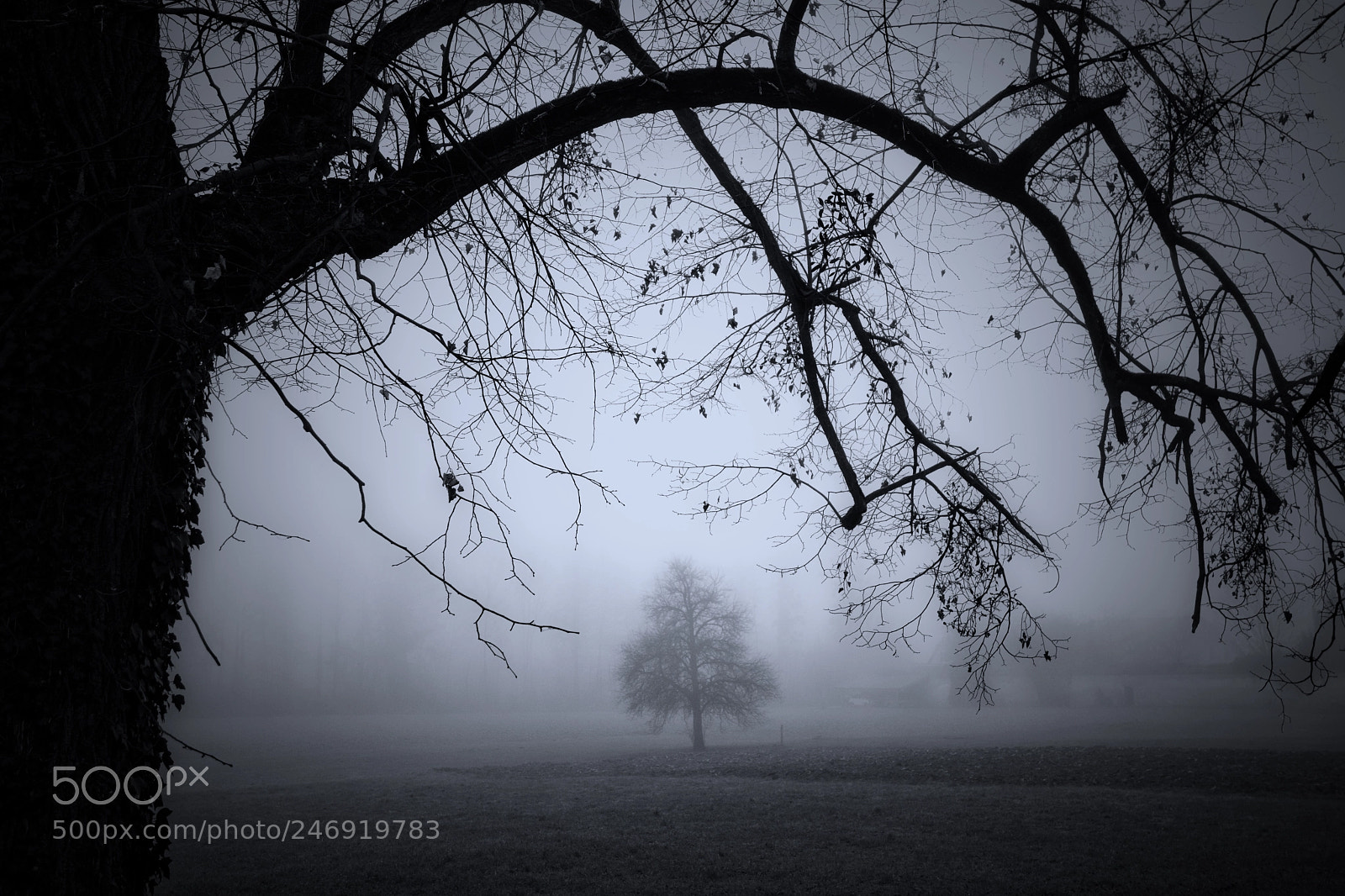 Nikon D7100 sample photo. Foggy day photography