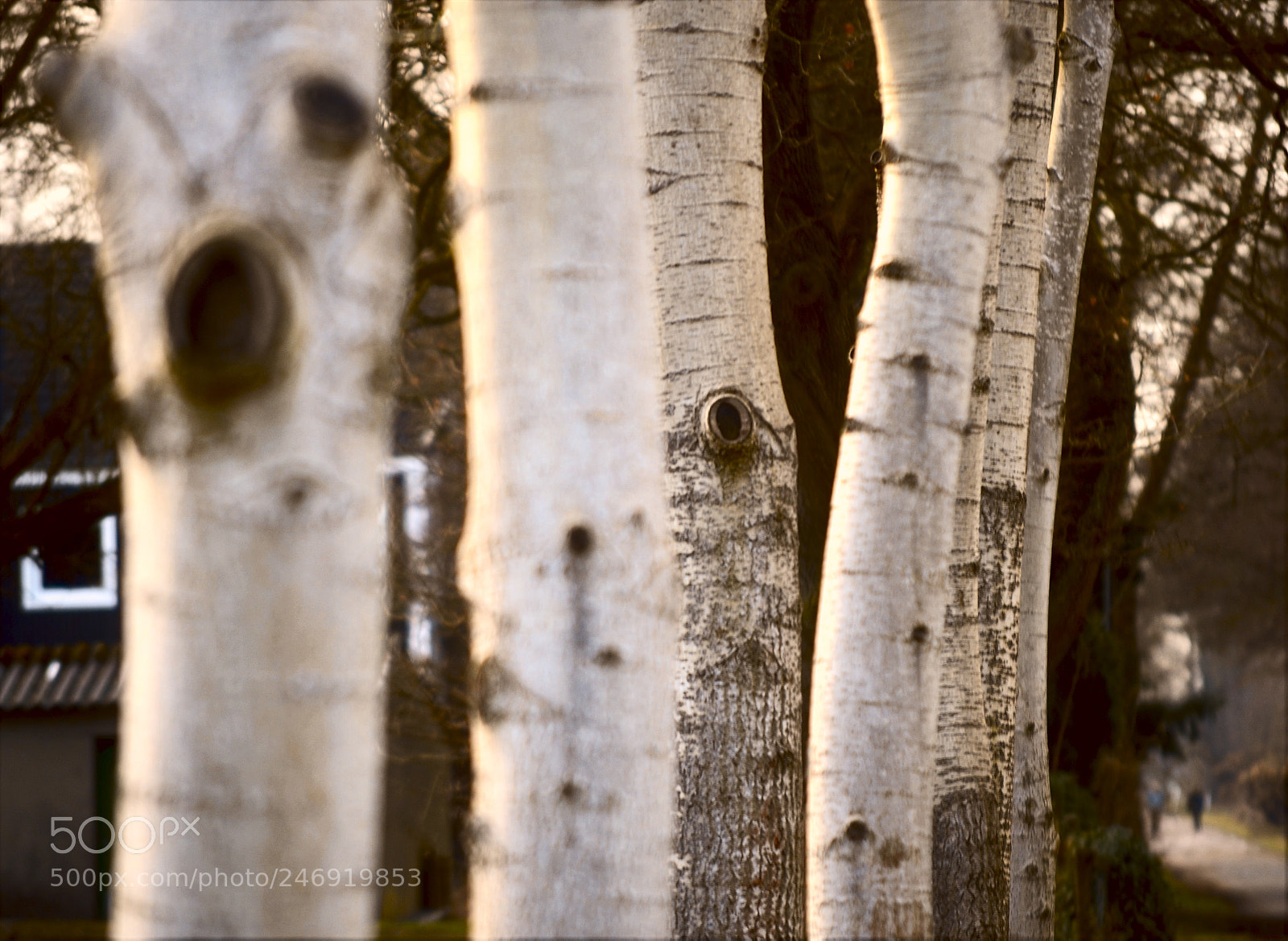 Nikon D5100 sample photo. Trees between photography
