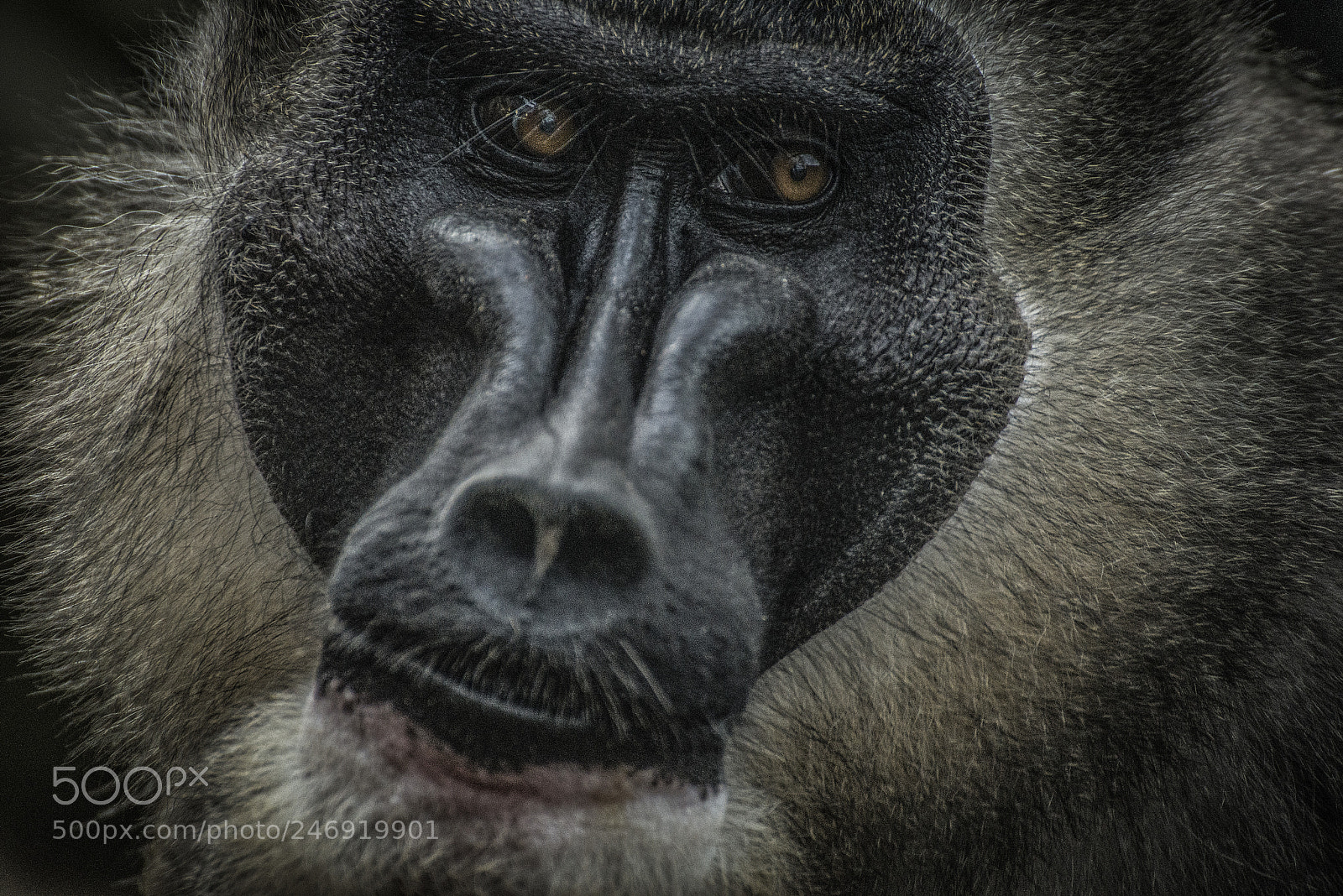 Nikon D610 sample photo. Baboon photography