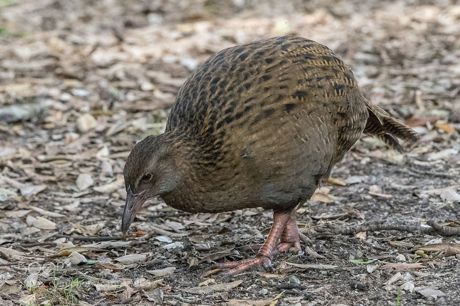 Nikon D500 sample photo. Weka photography
