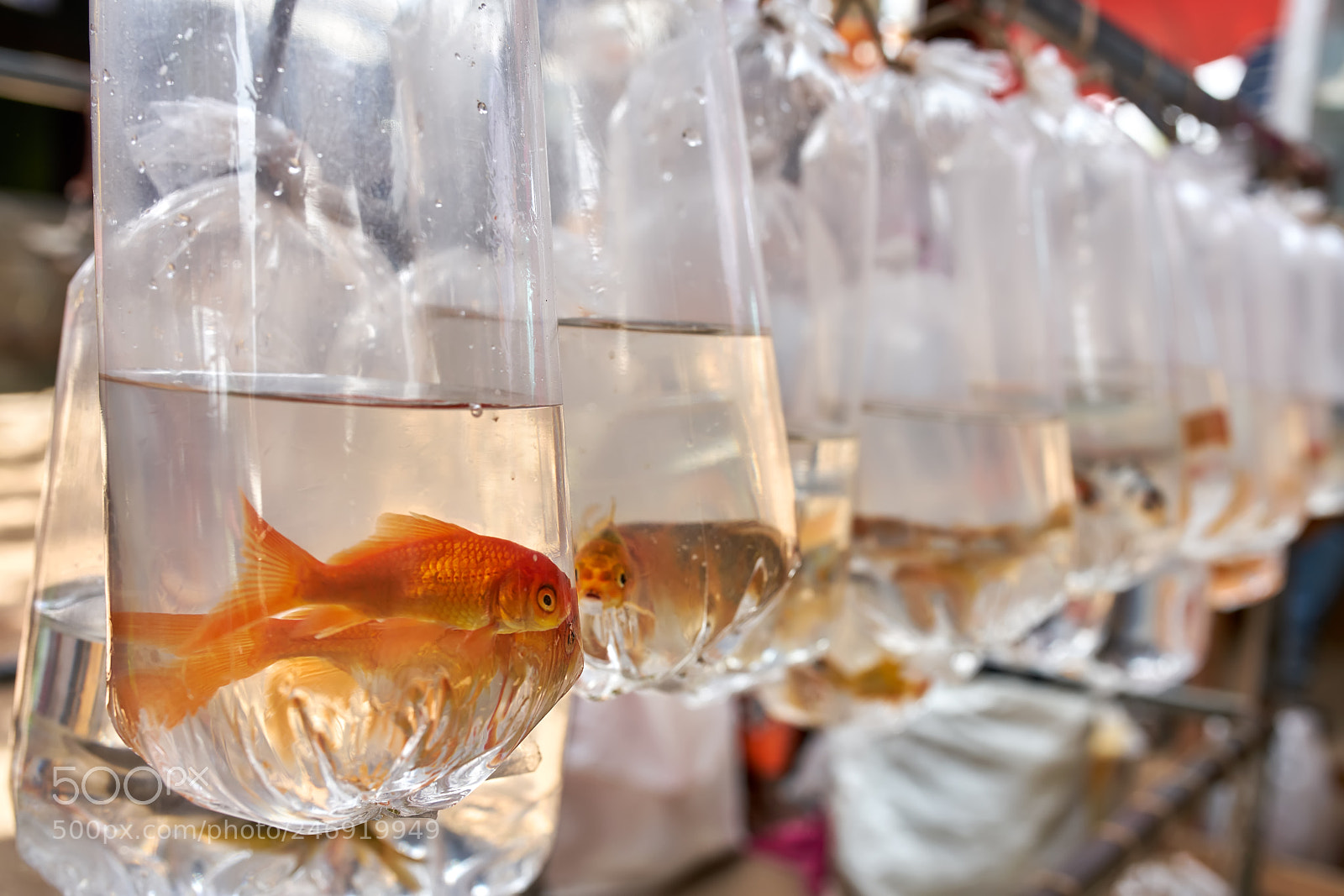 Sony a7R II sample photo. Fishes inside plastic bags photography