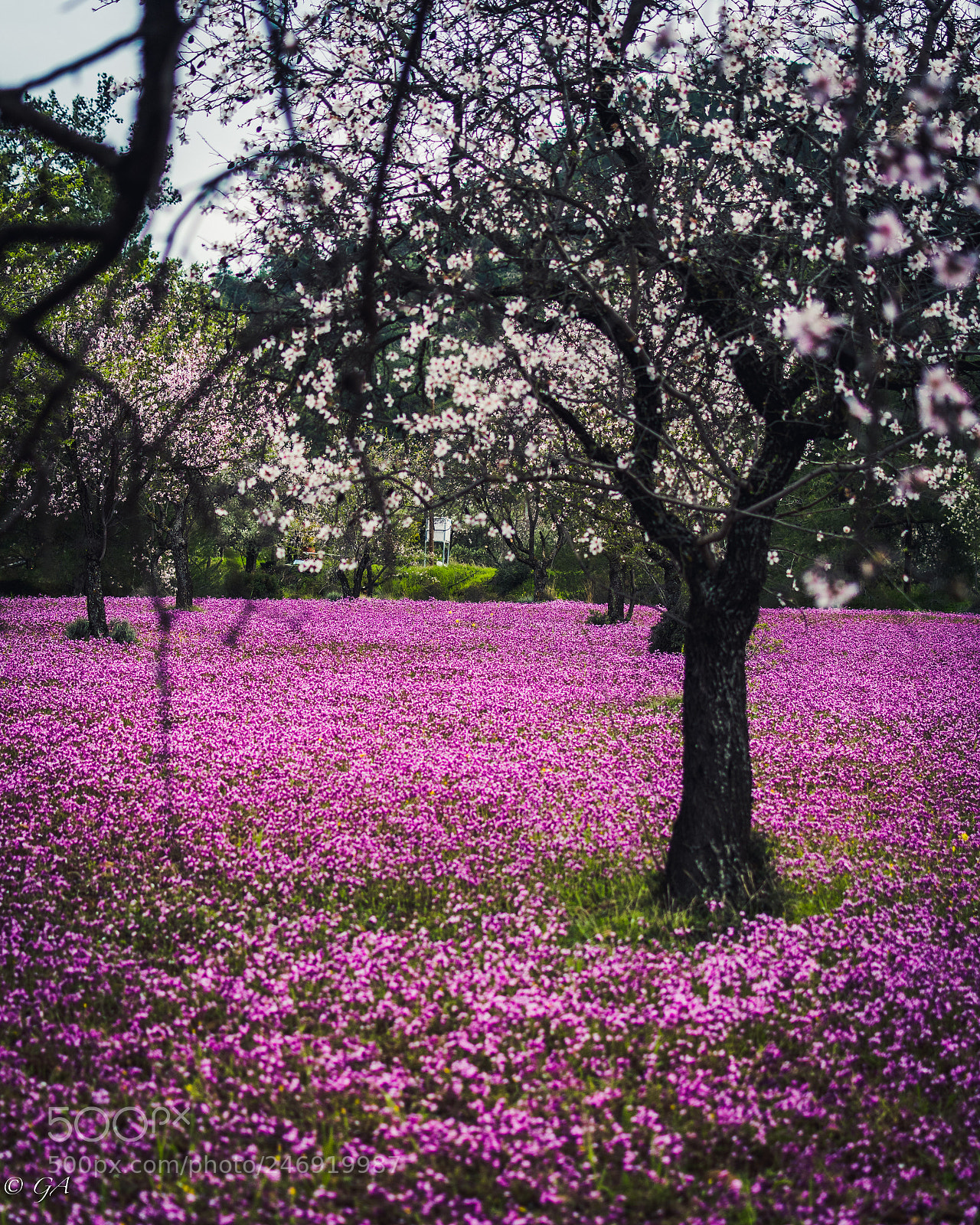 Nikon D7500 sample photo. Nature carpet, klirou cyprus photography