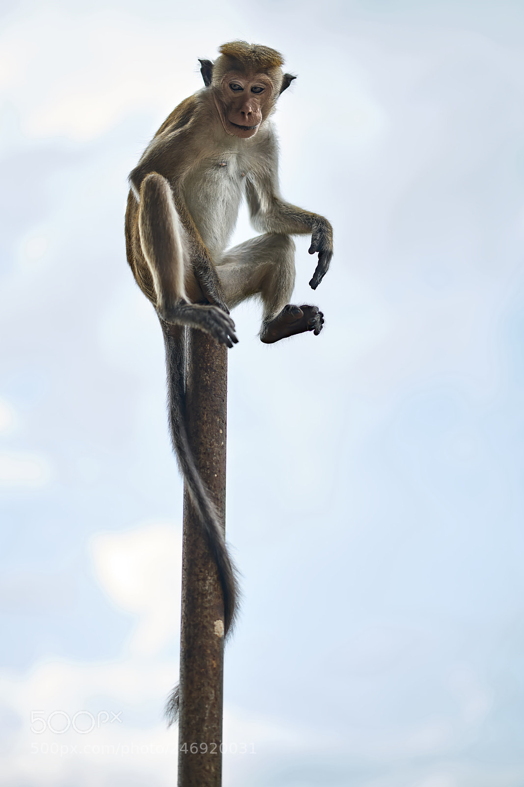 Sony a7R II sample photo. Macaca monkey outdoors photography