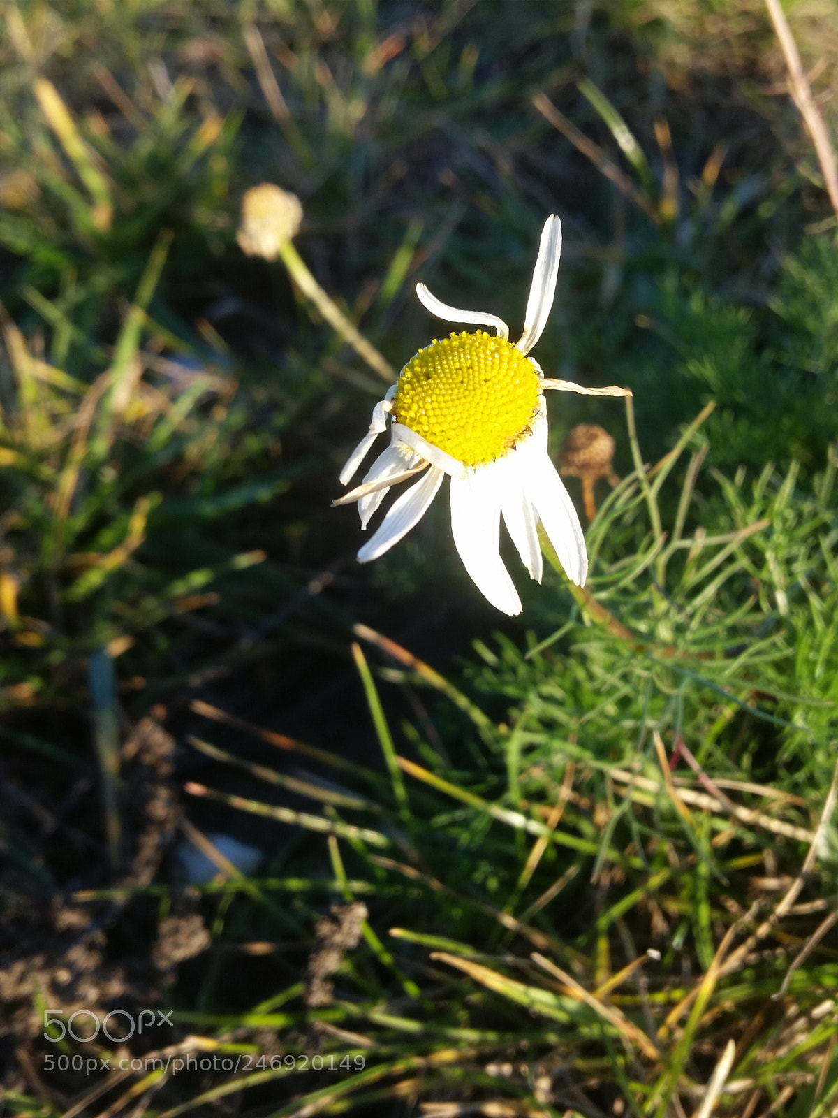 Samsung Galaxy S5 sample photo. Flower photography