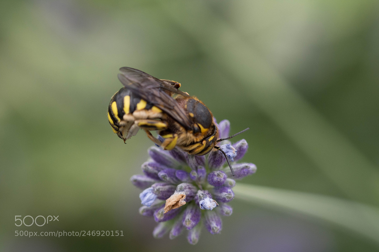 Nikon D7200 sample photo. Bee photography