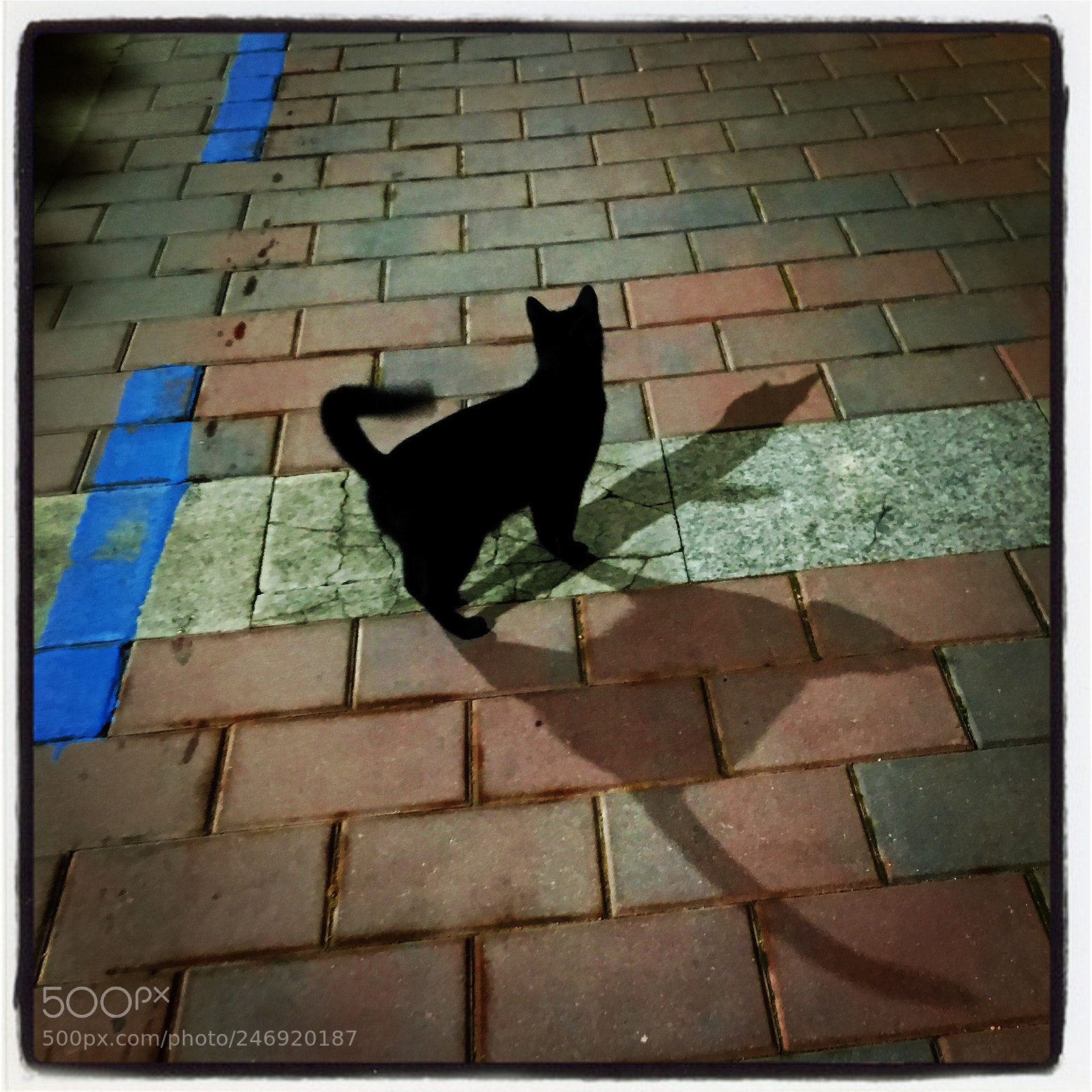 Apple iPhone SE sample photo. Luna, la gata de photography