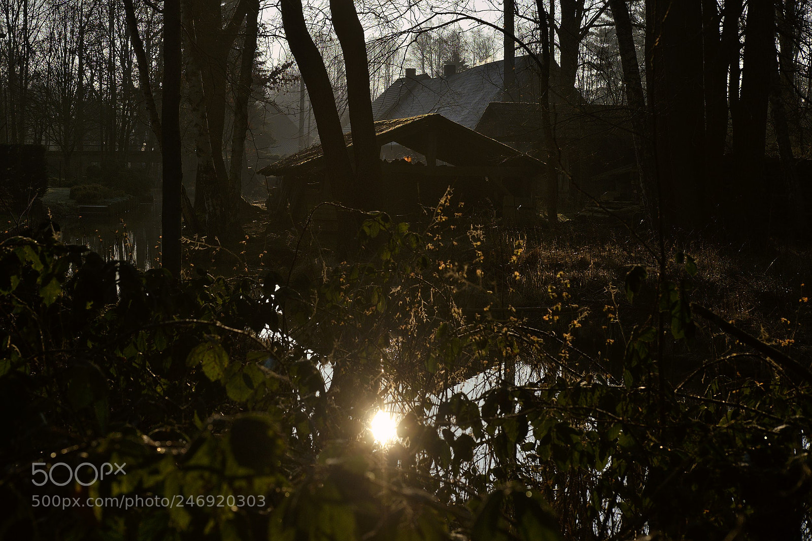 Fujifilm X-T10 sample photo. Deep in the spree-forest photography