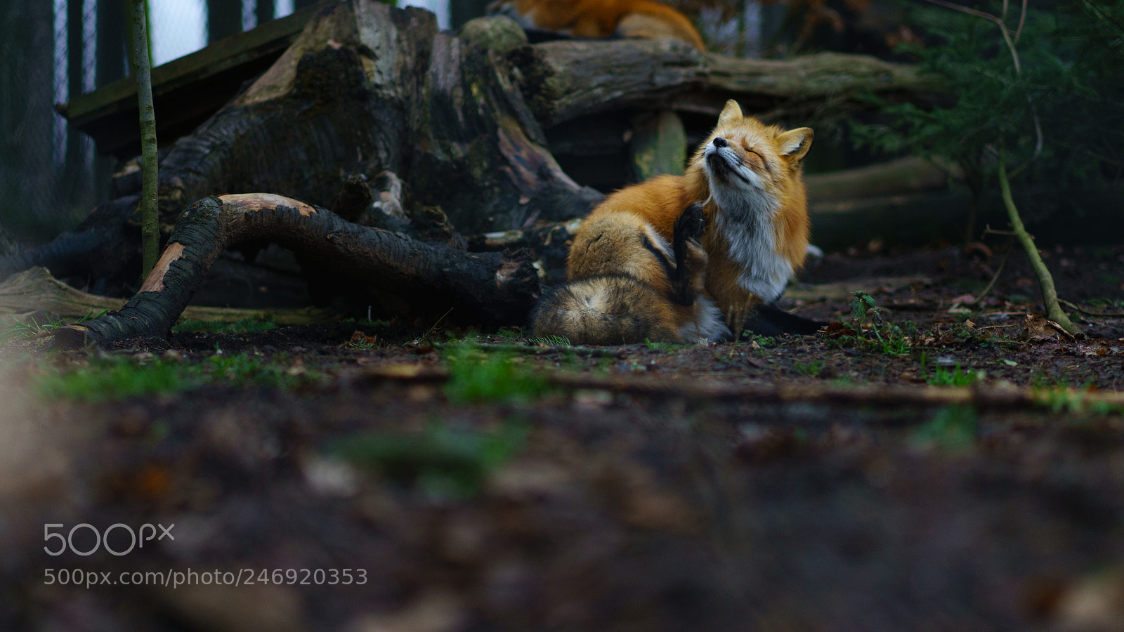 Sony a7R II sample photo. Red fox photography
