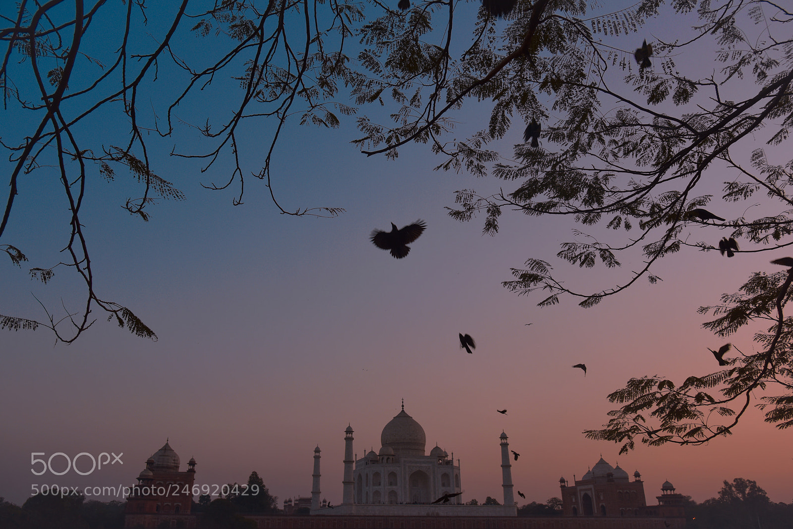 Nikon D810 sample photo. Taj mahal sunset photography