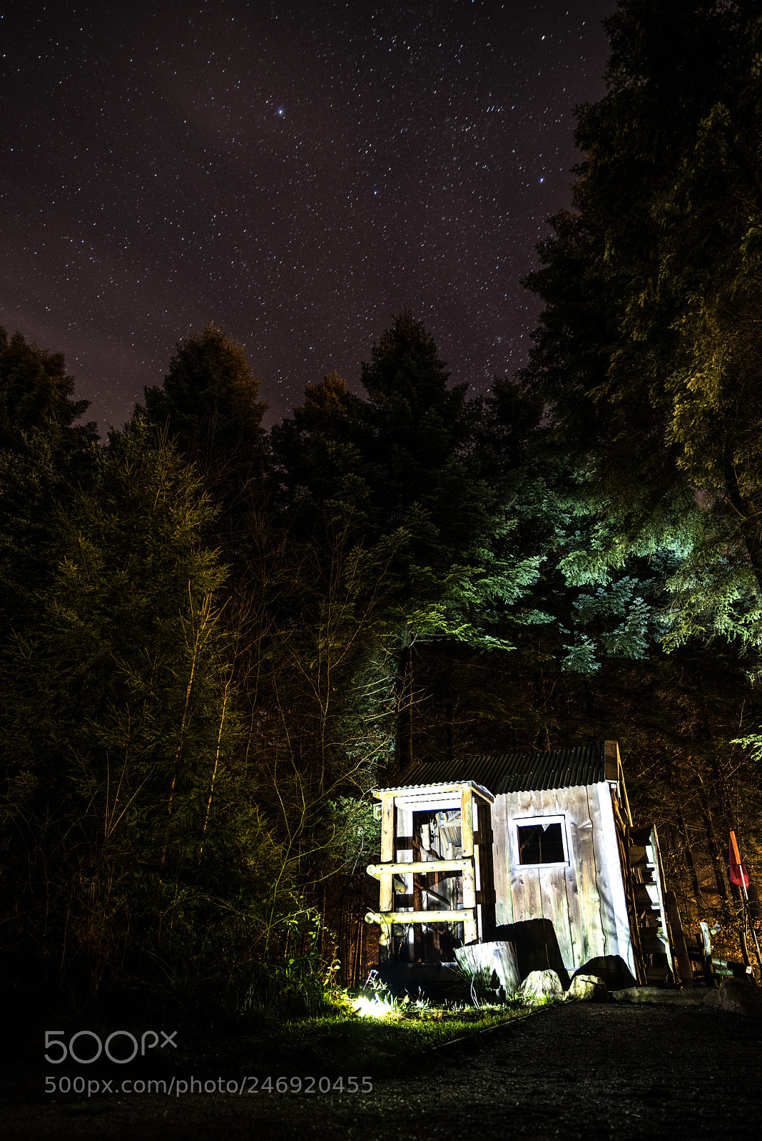 Pentax K-1 sample photo. Forest nights photography