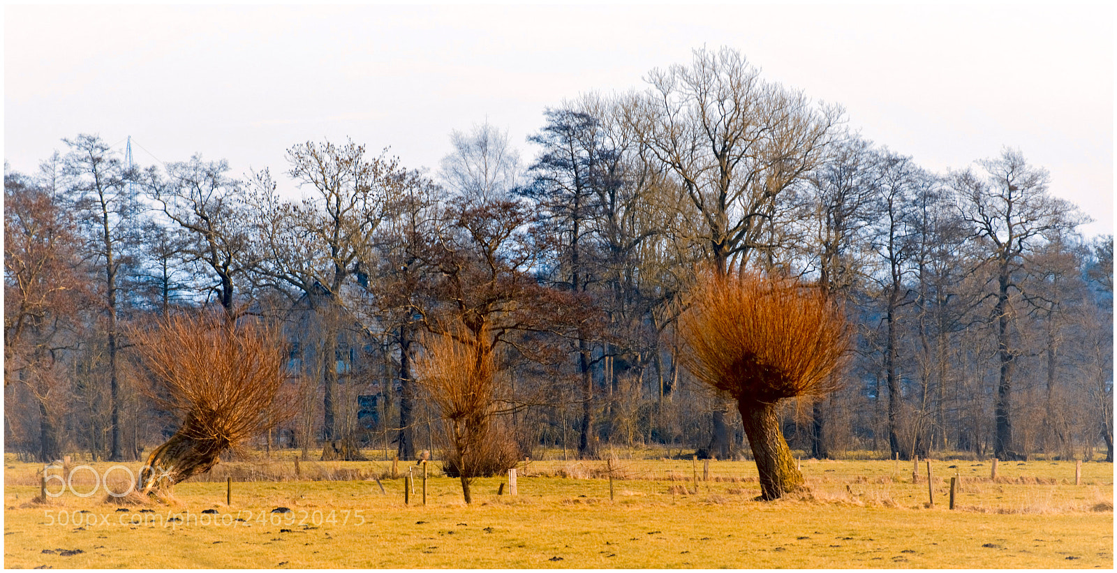 Nikon D5100 sample photo. Weiden photography