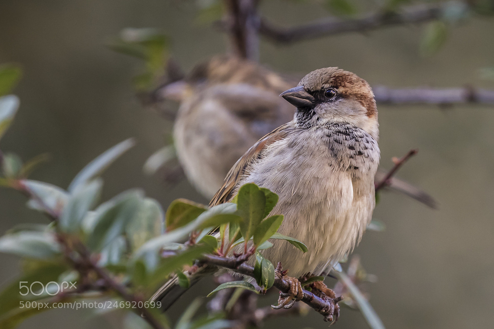Canon EOS 7D Mark II sample photo. The most cute photography