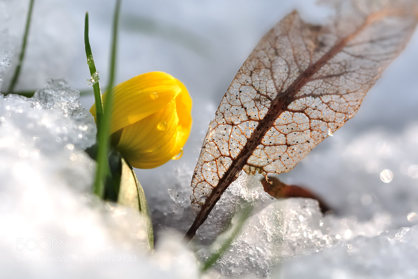 Nikon D90 sample photo. Spring meets autumn // winterling photography