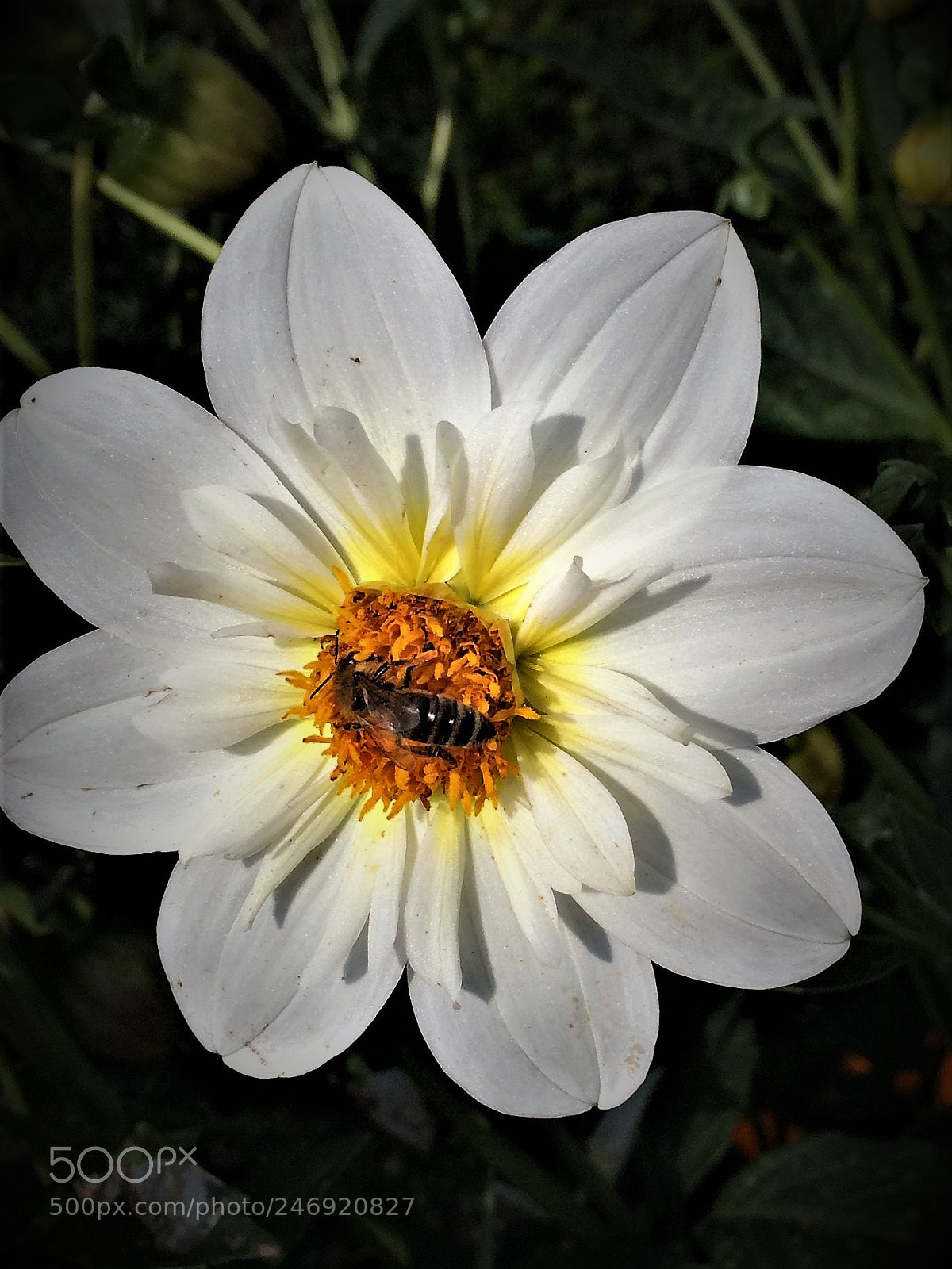 Apple iPhone 5s sample photo. Bee photography