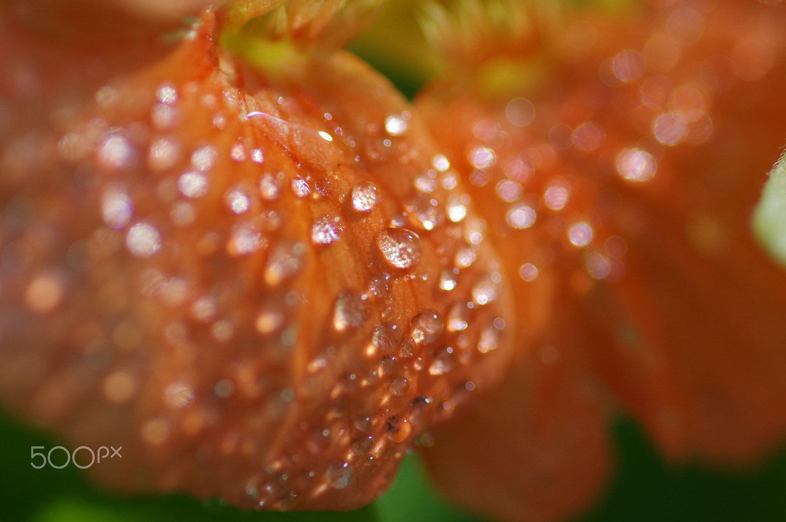Pentax smc D-FA 100mm F2.8 Macro WR sample photo. Orange drops photography