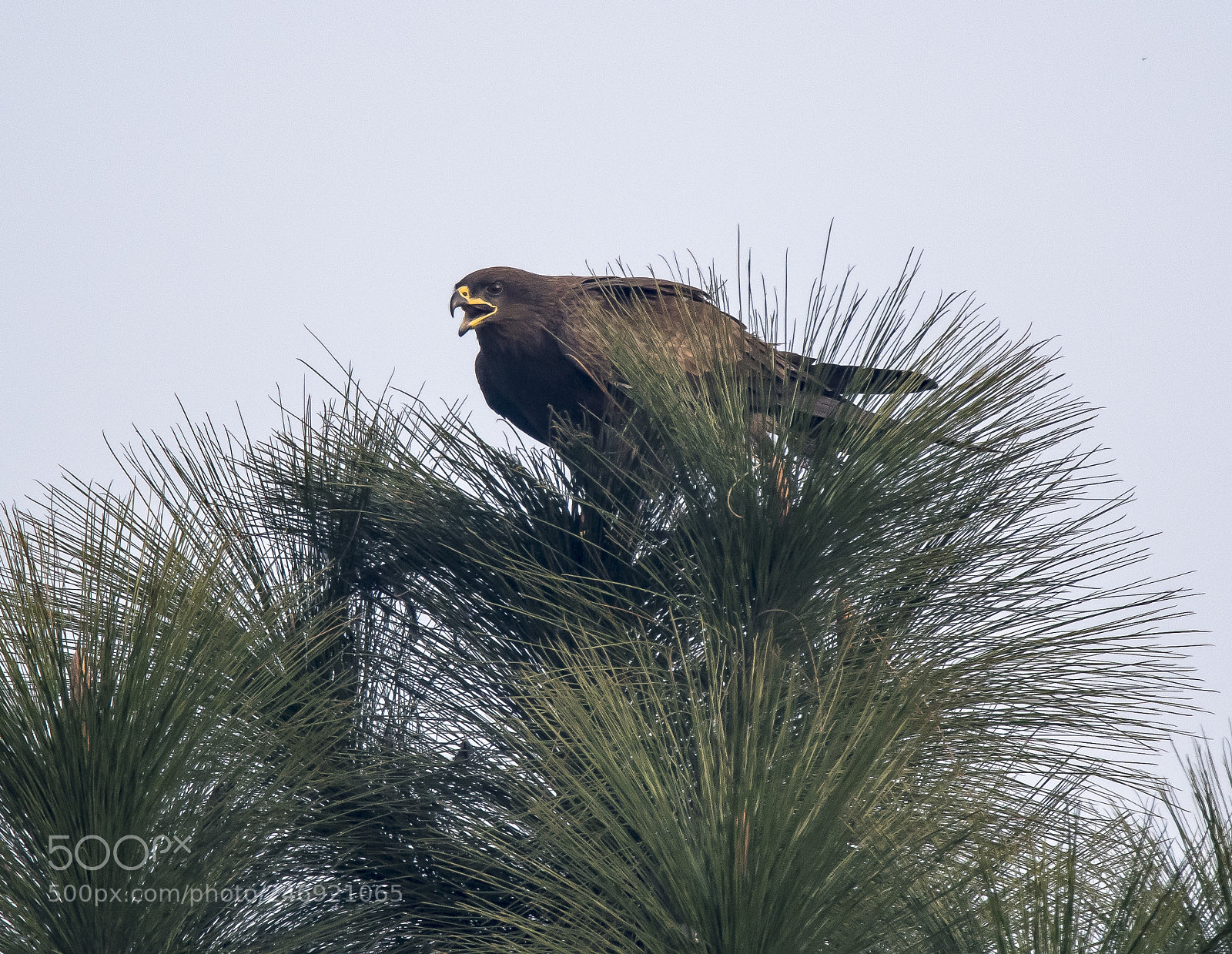 Nikon D500 sample photo. The eagle has landed photography