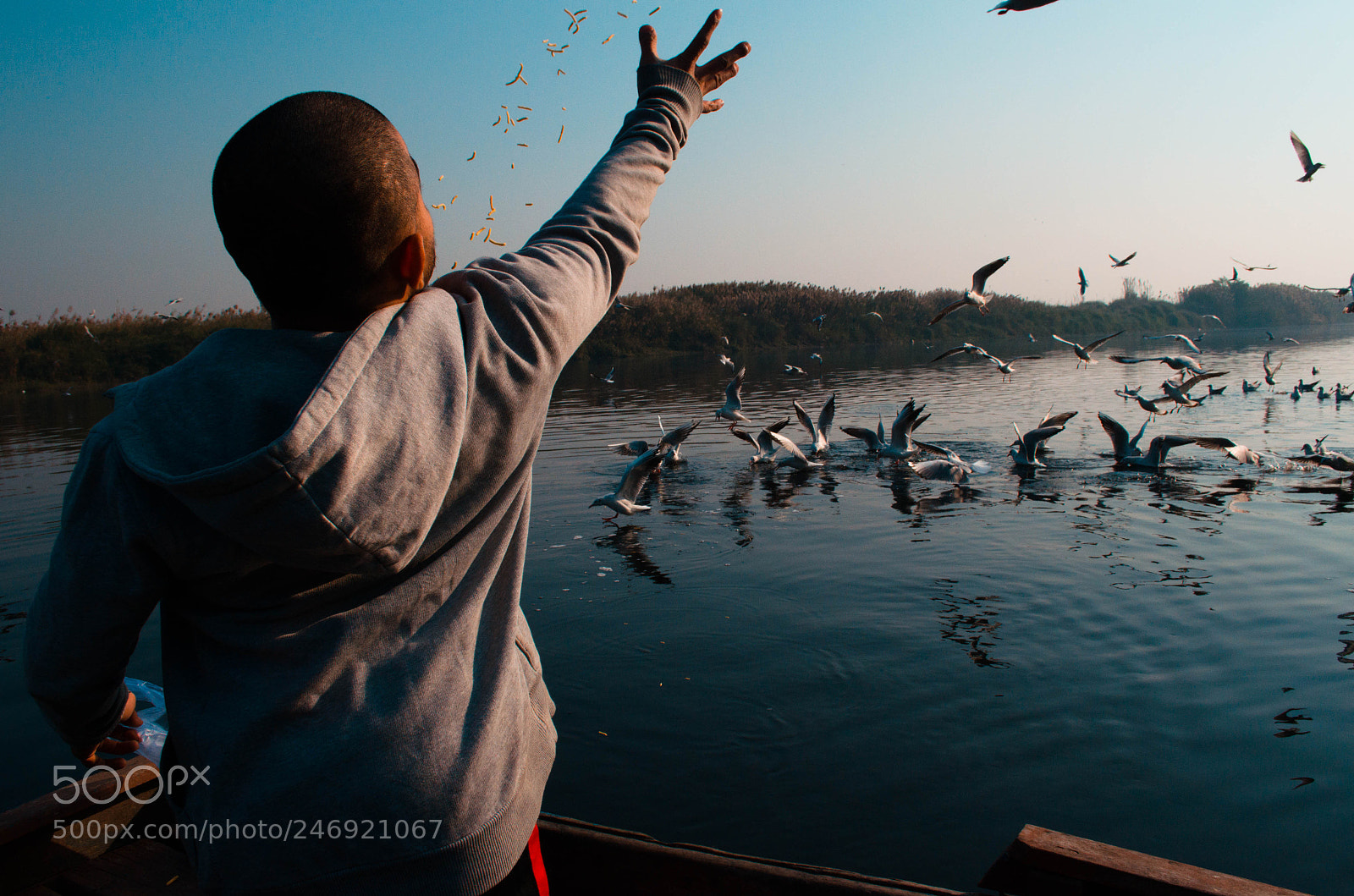Nikon D5100 sample photo. Feeding birds photography