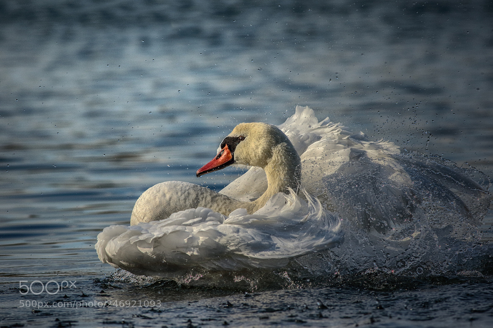 Canon EOS 7D Mark II sample photo. Feathers photography