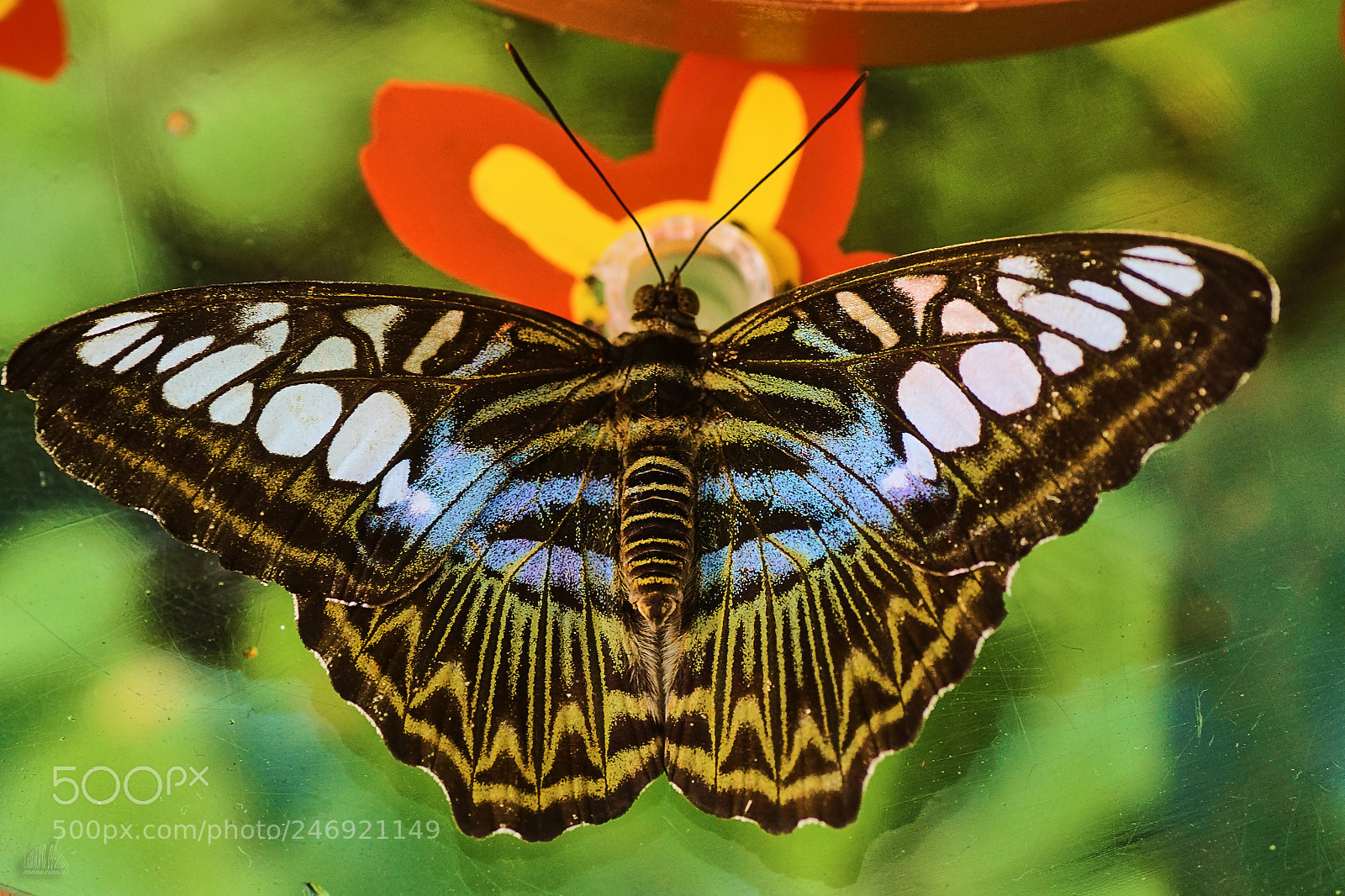 Sony ILCA-77M2 sample photo. Such a butterfly photography