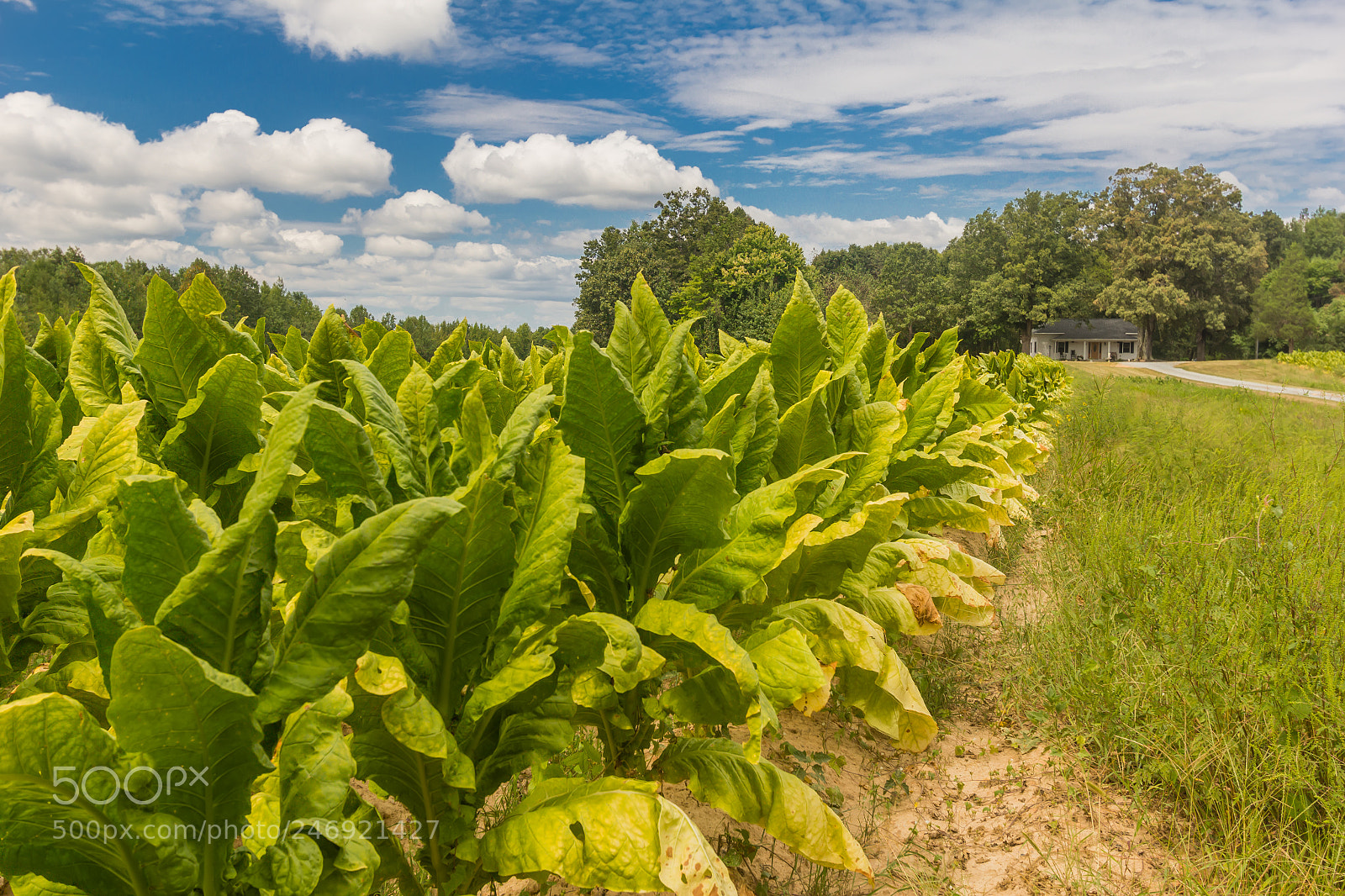 Canon EOS 60D sample photo. Tobacco field photography