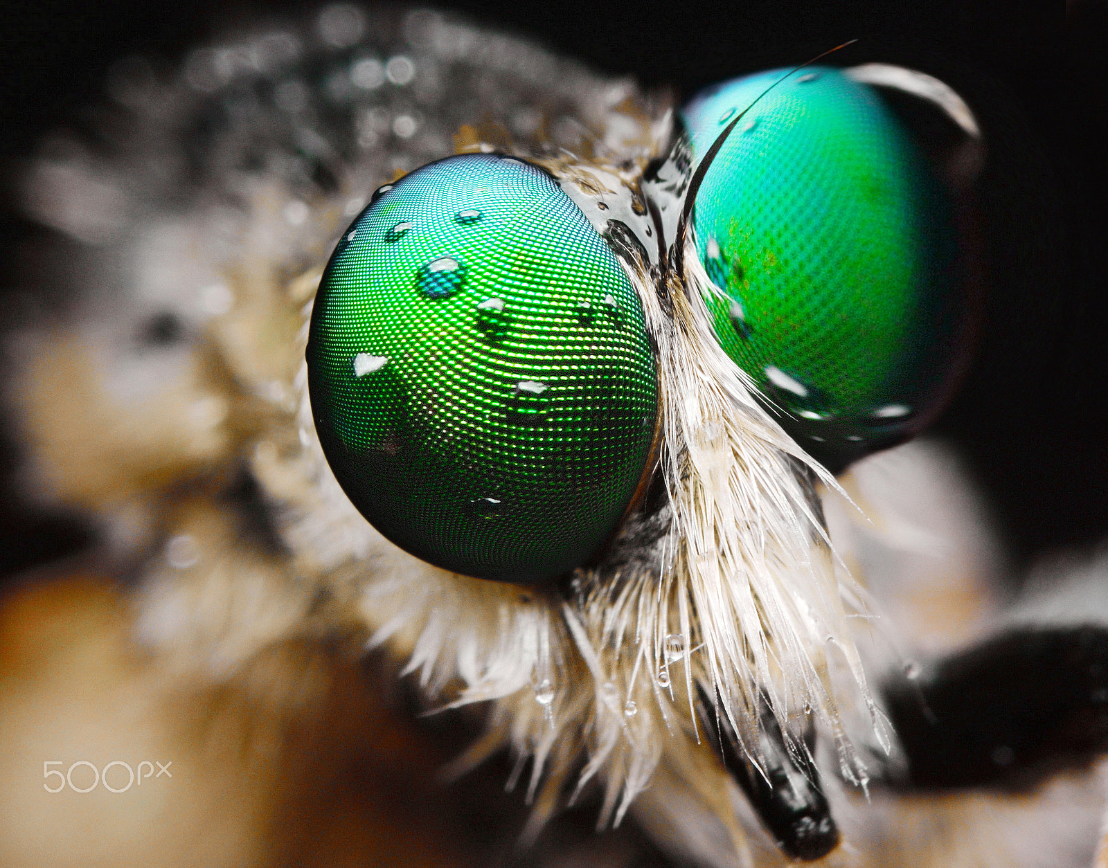 Nikon AF-S Micro-Nikkor 105mm F2.8G IF-ED VR sample photo. Robberfly photography