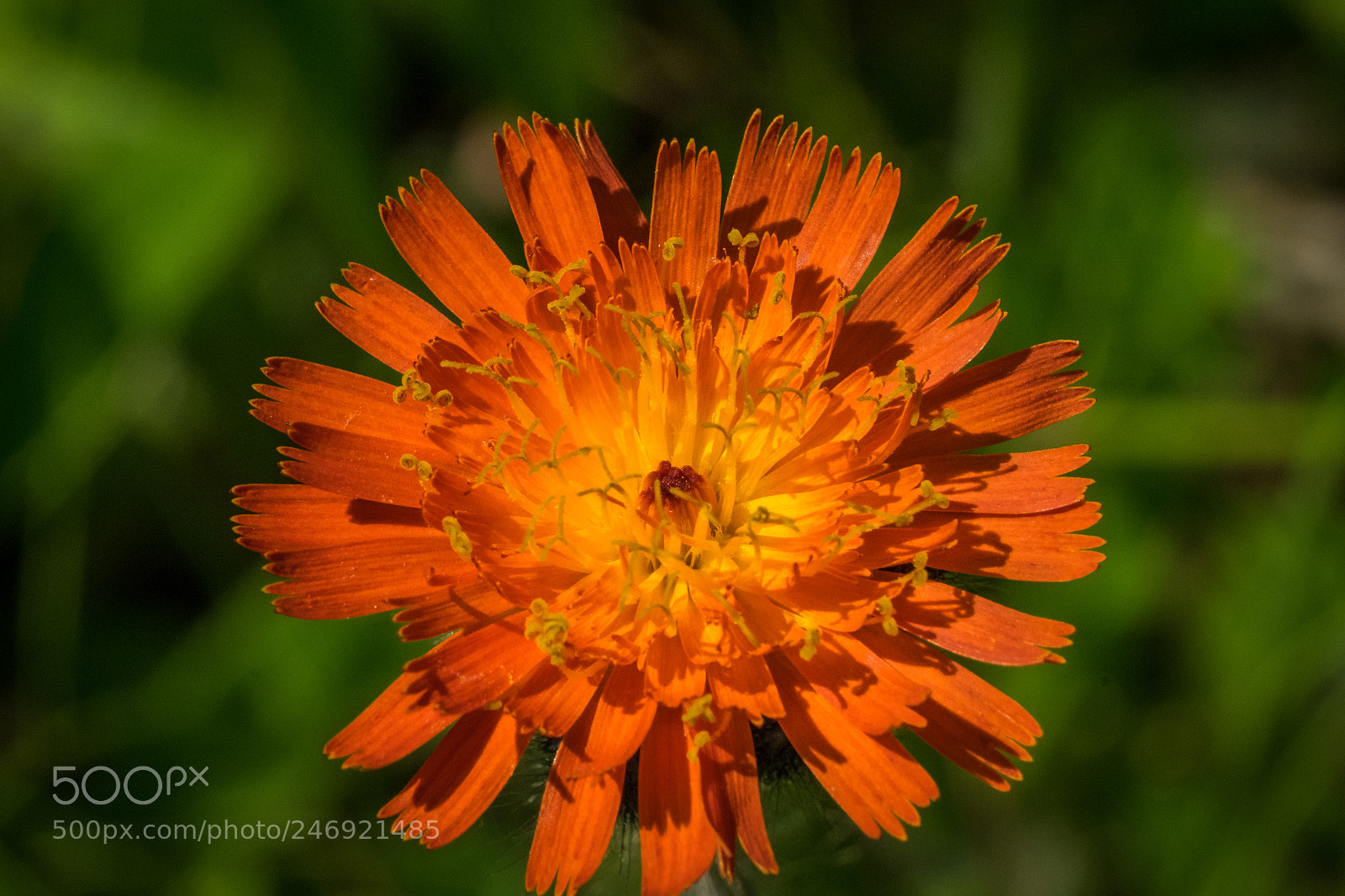 Fujifilm X-T1 sample photo. Orangerotes habichtskraut (hieracium aurantiacum) photography