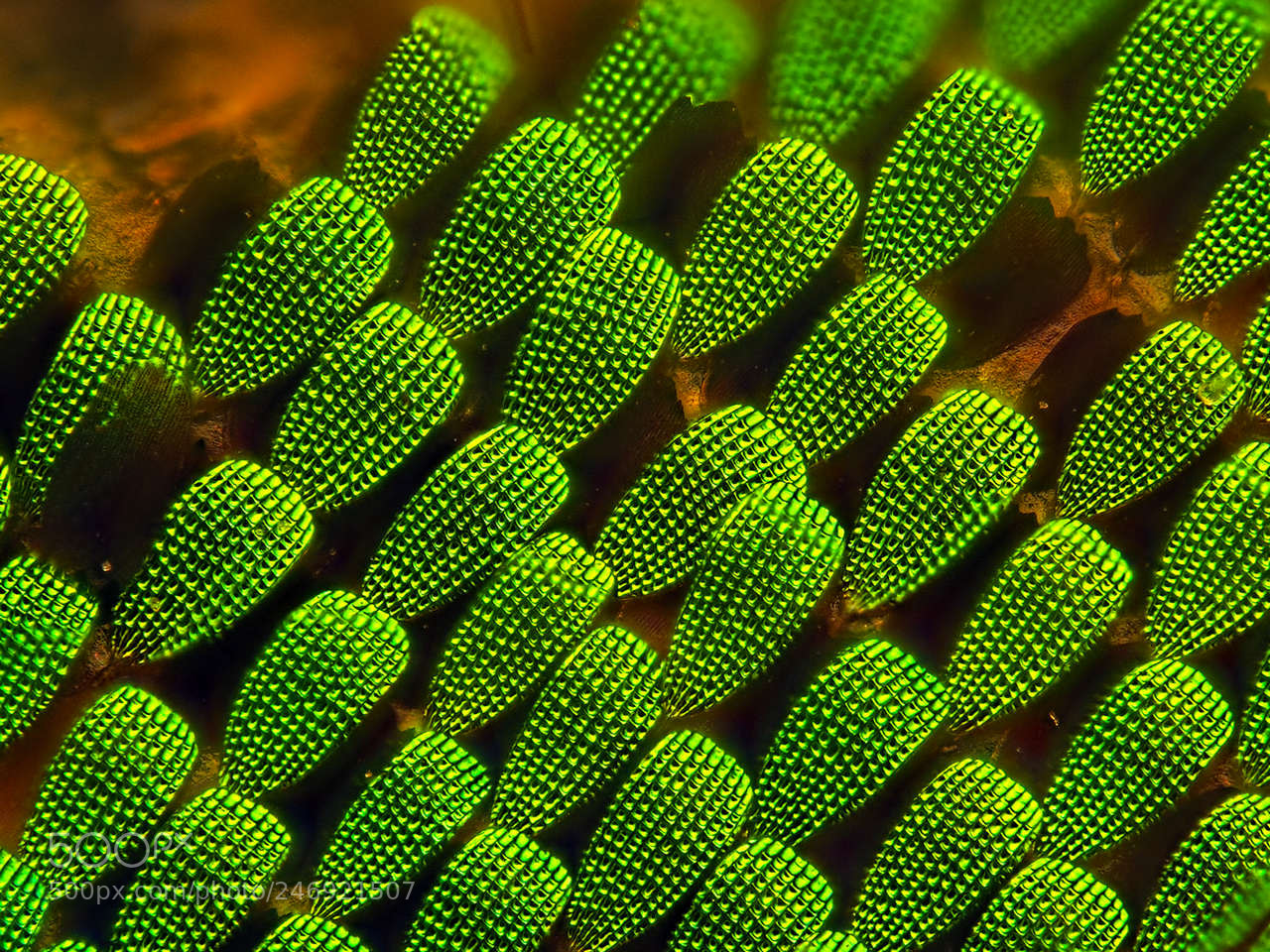 Olympus OM-D E-M10 II sample photo. Green wing photography