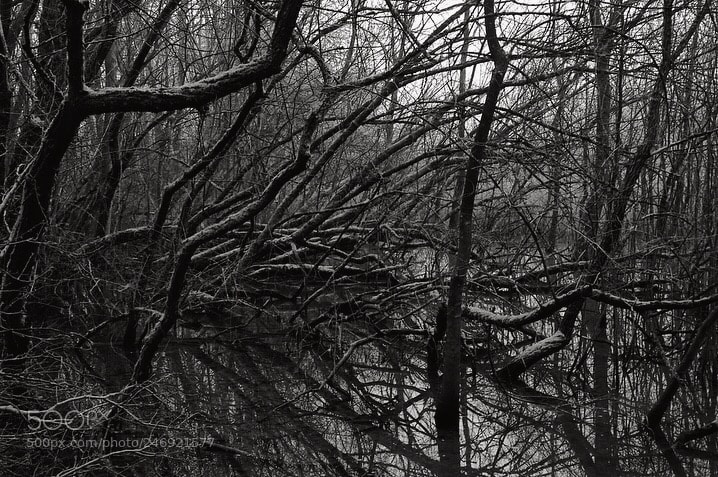 Sony SLT-A58 sample photo. Woodland photography