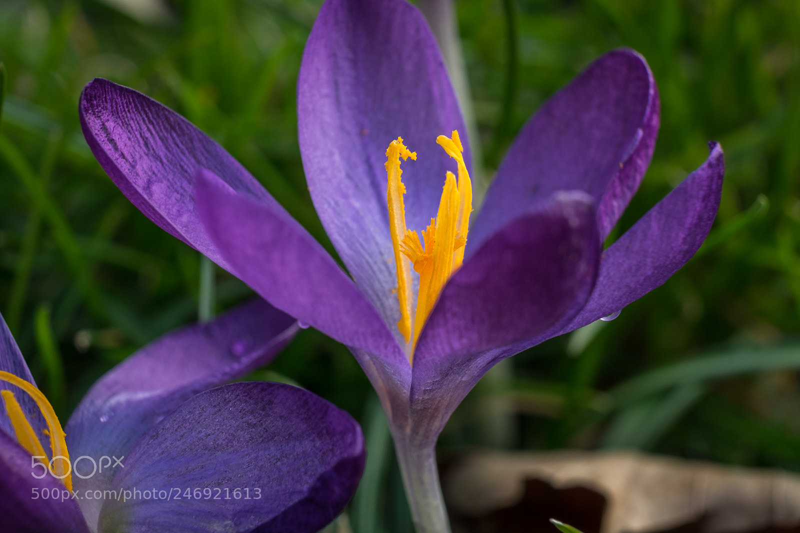 Fujifilm X-T1 sample photo. Krokus photography