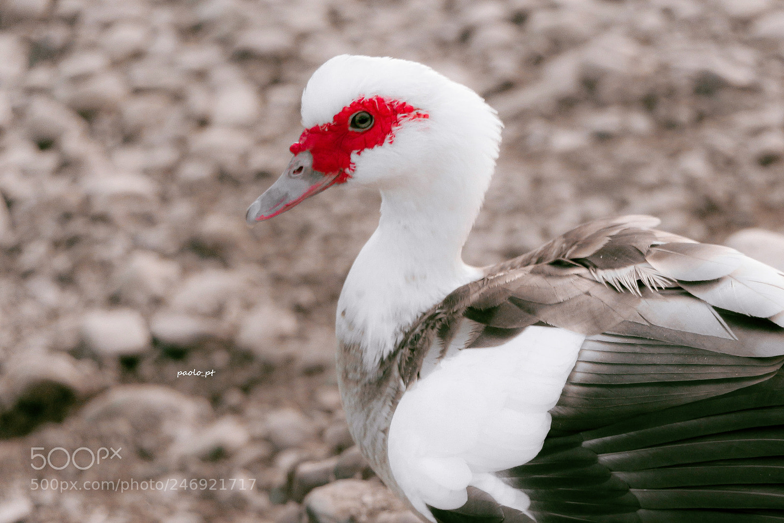 Canon EOS 700D (EOS Rebel T5i / EOS Kiss X7i) sample photo. Bowie duck photography