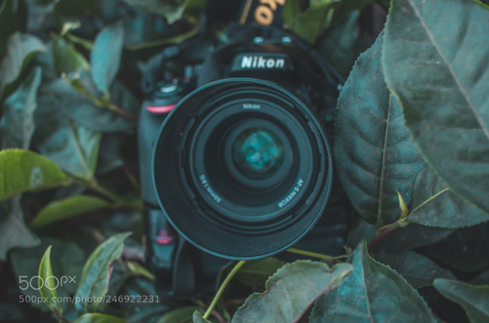 Canon EOS 700D (EOS Rebel T5i / EOS Kiss X7i) sample photo. Eyes of a photographer photography