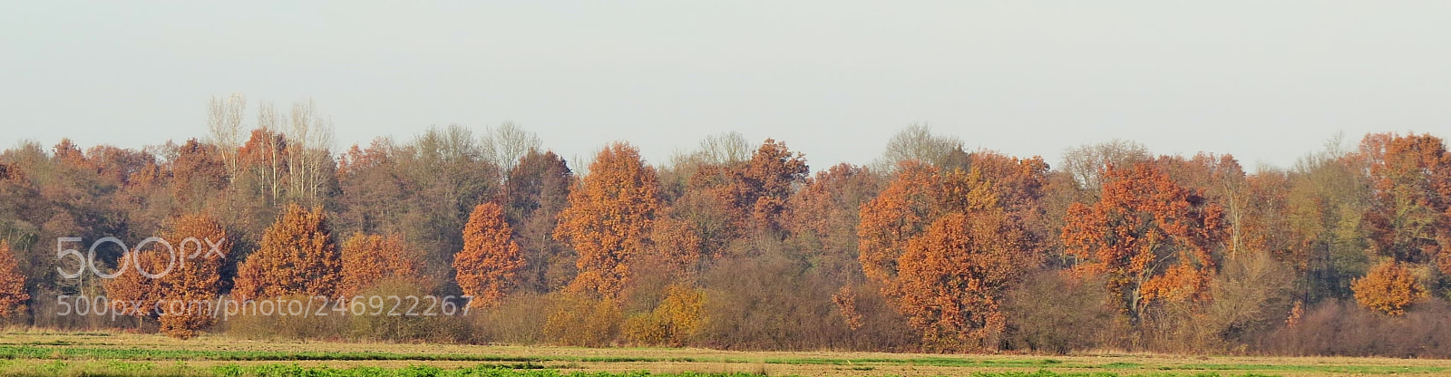 Canon PowerShot SX50 HS sample photo. () photography