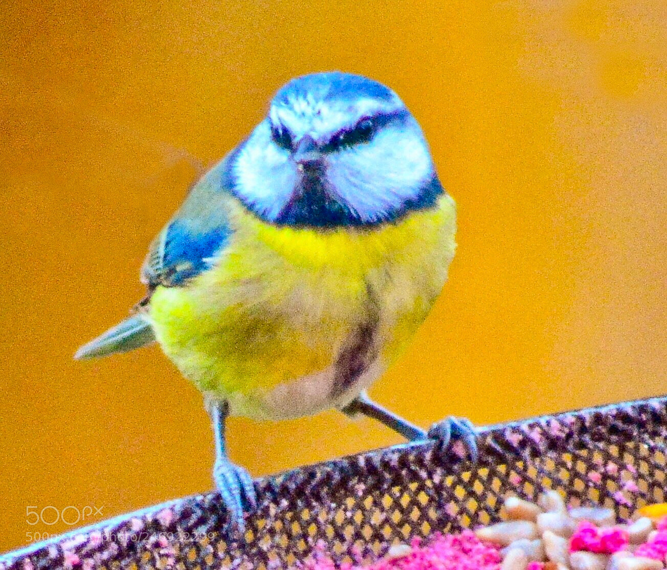Nikon D5200 sample photo. Visitor to our garden photography