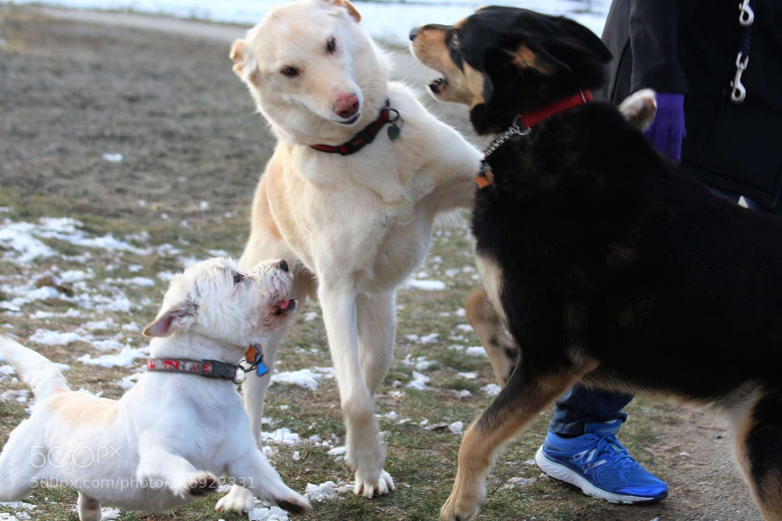 Canon EOS 700D (EOS Rebel T5i / EOS Kiss X7i) sample photo. Halen vs bandit and photography
