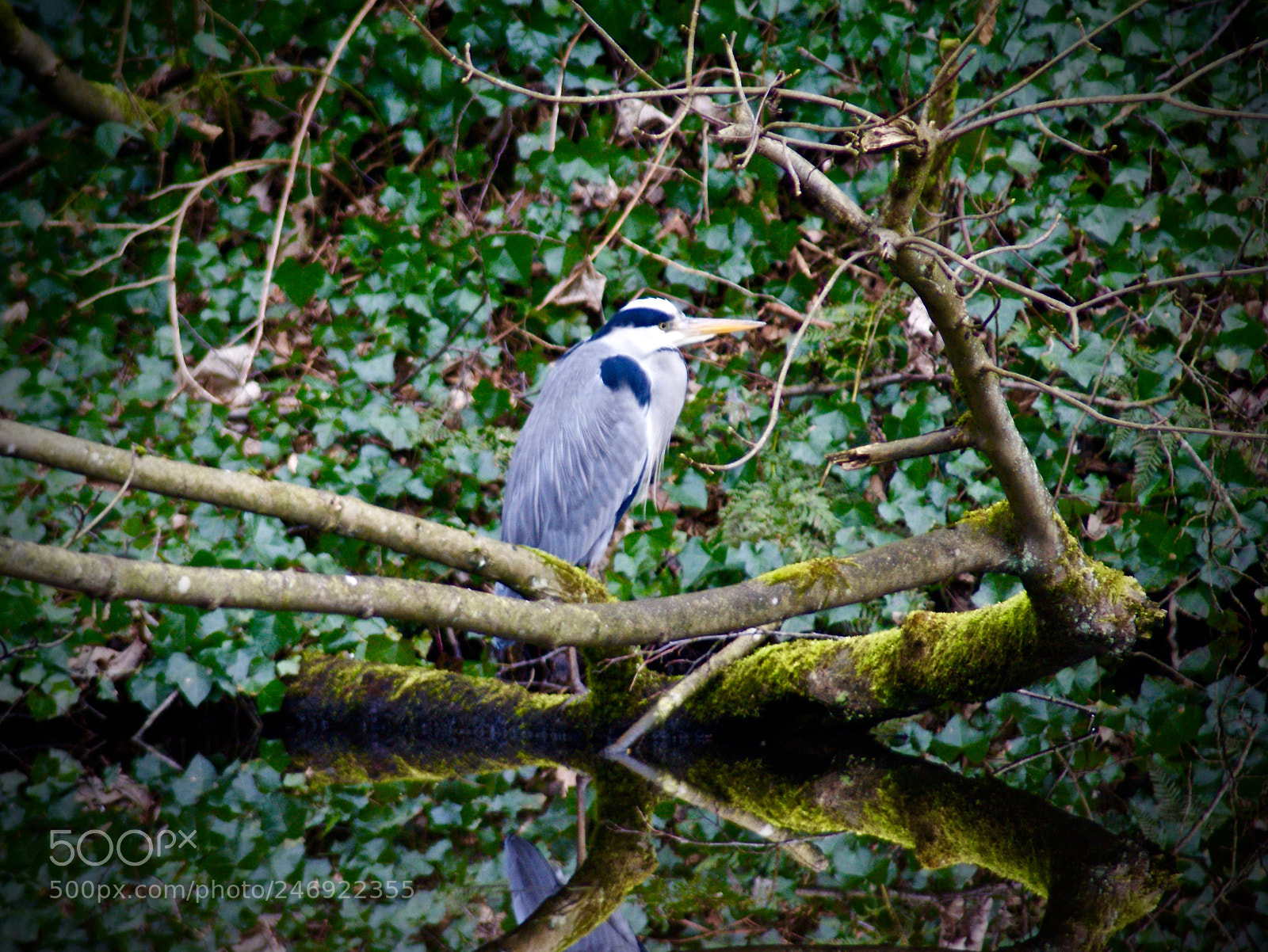 Sony Alpha DSLR-A290 sample photo. Untitled photography