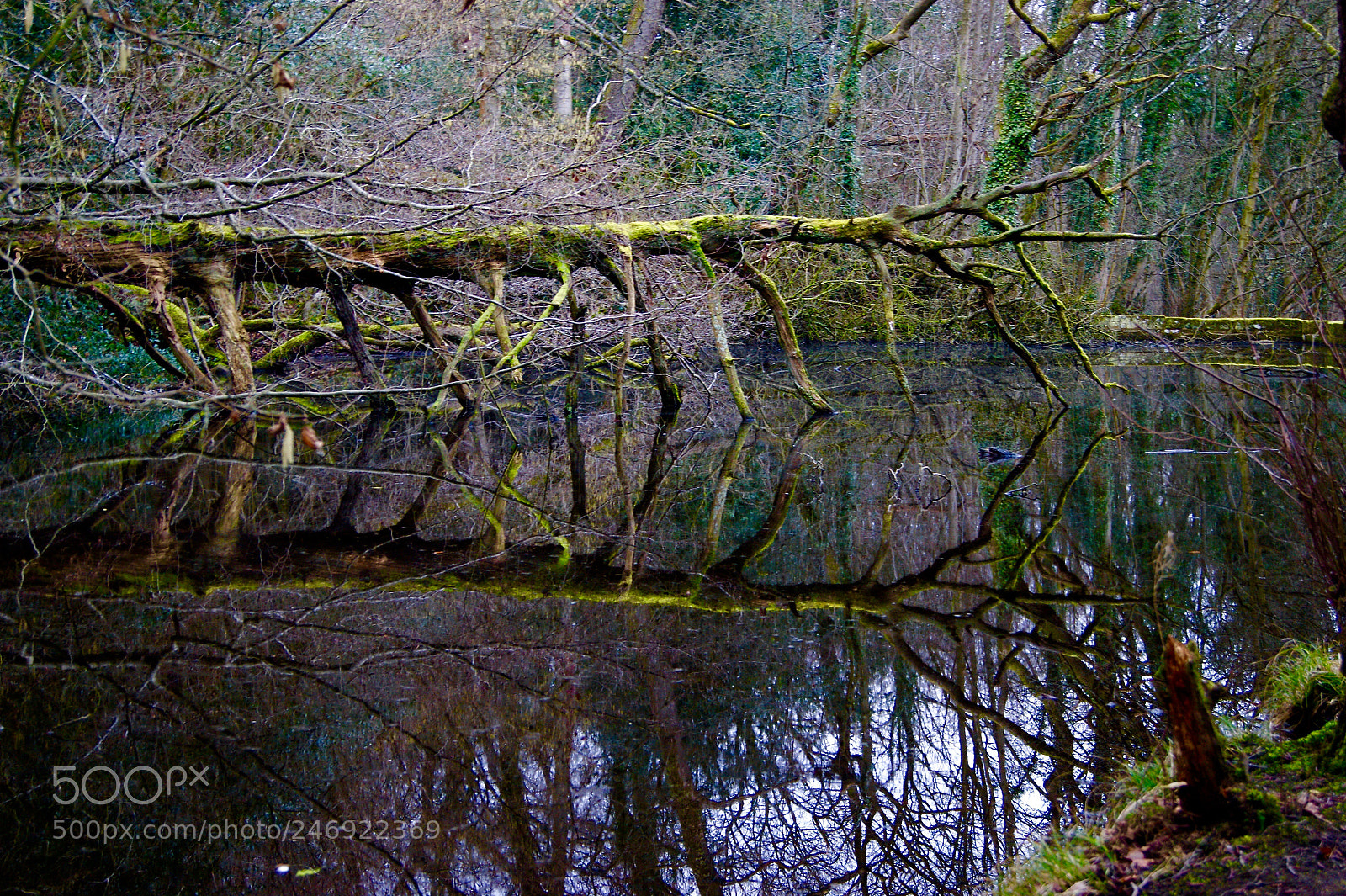 Sony Alpha DSLR-A290 sample photo. Rivelin valley photography