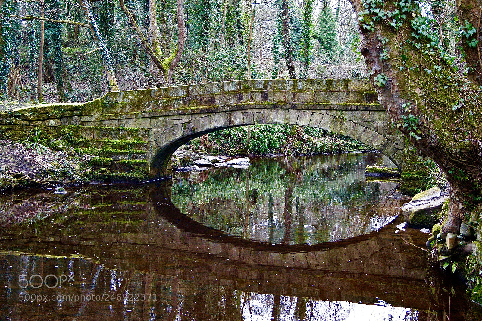 Sony Alpha DSLR-A290 sample photo. Bridge photography