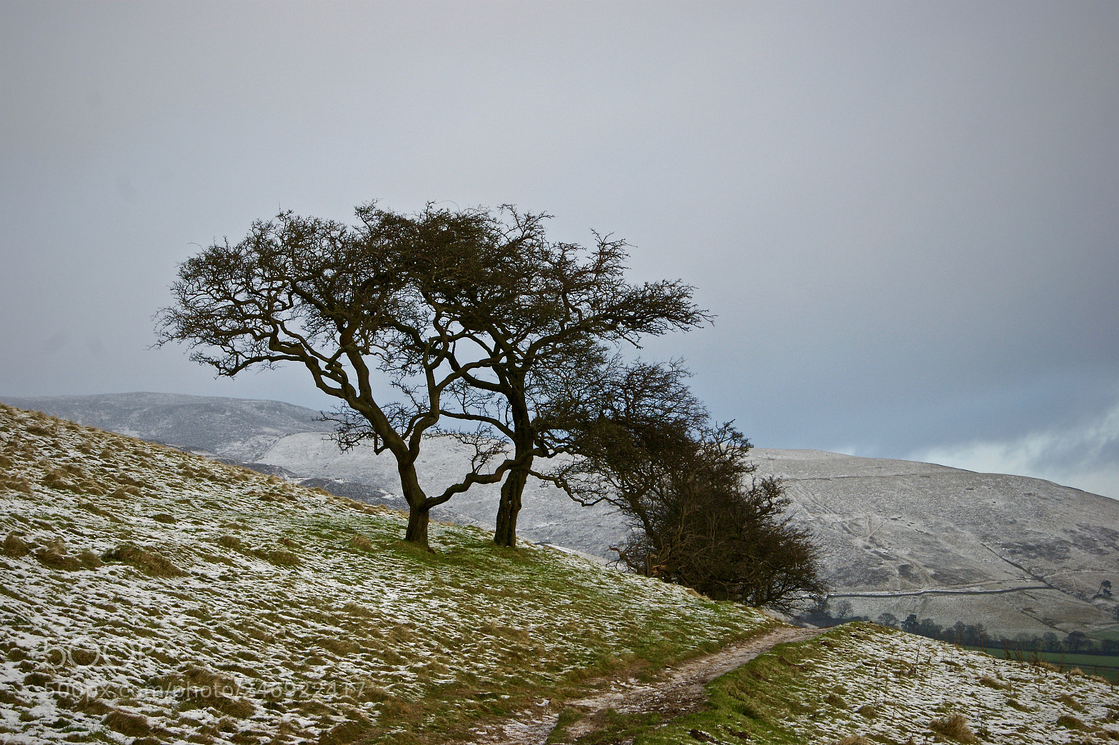 Sony Alpha DSLR-A290 sample photo. Tree. peak district photography