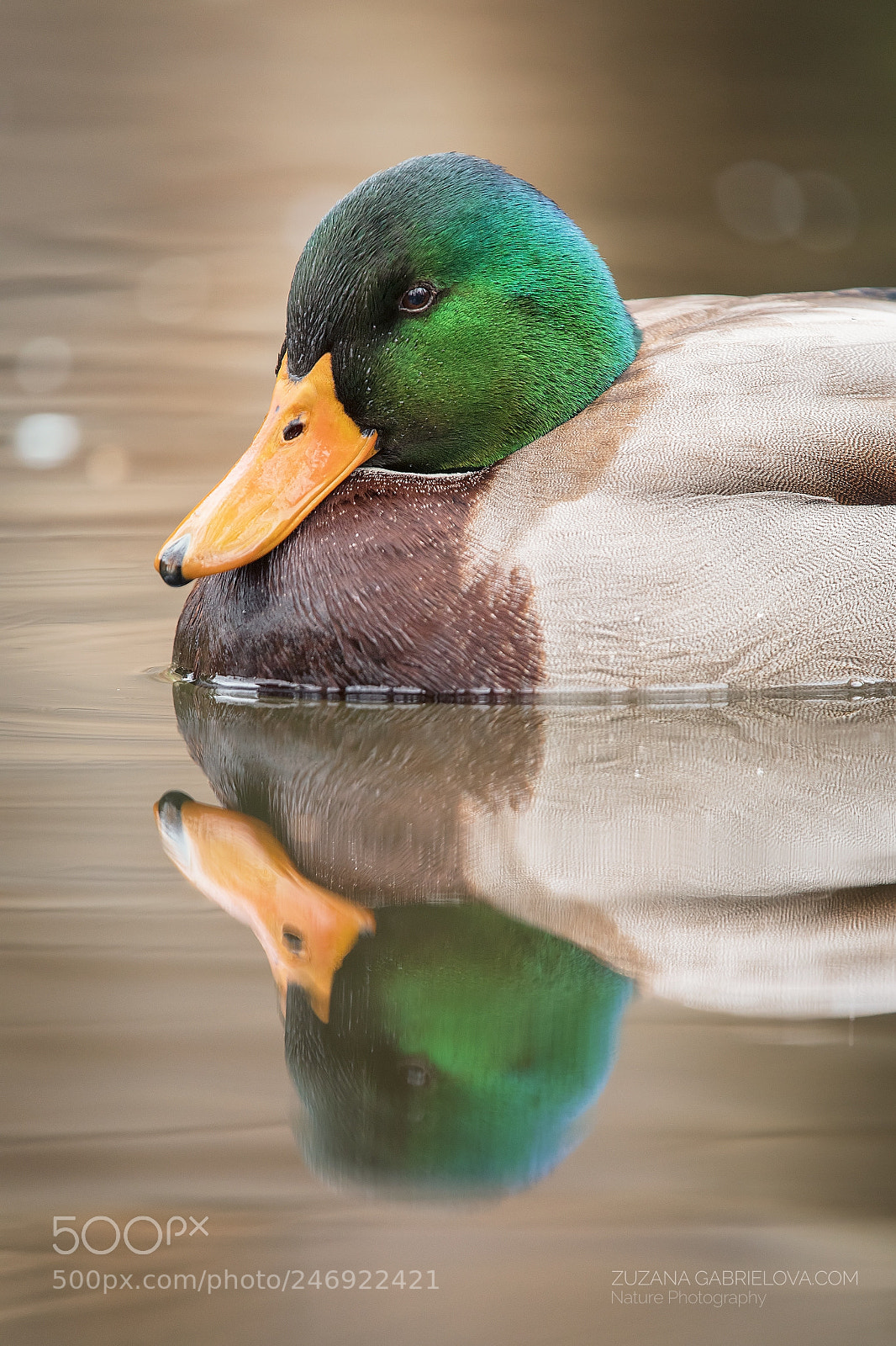 Nikon D500 sample photo. Mallard photography