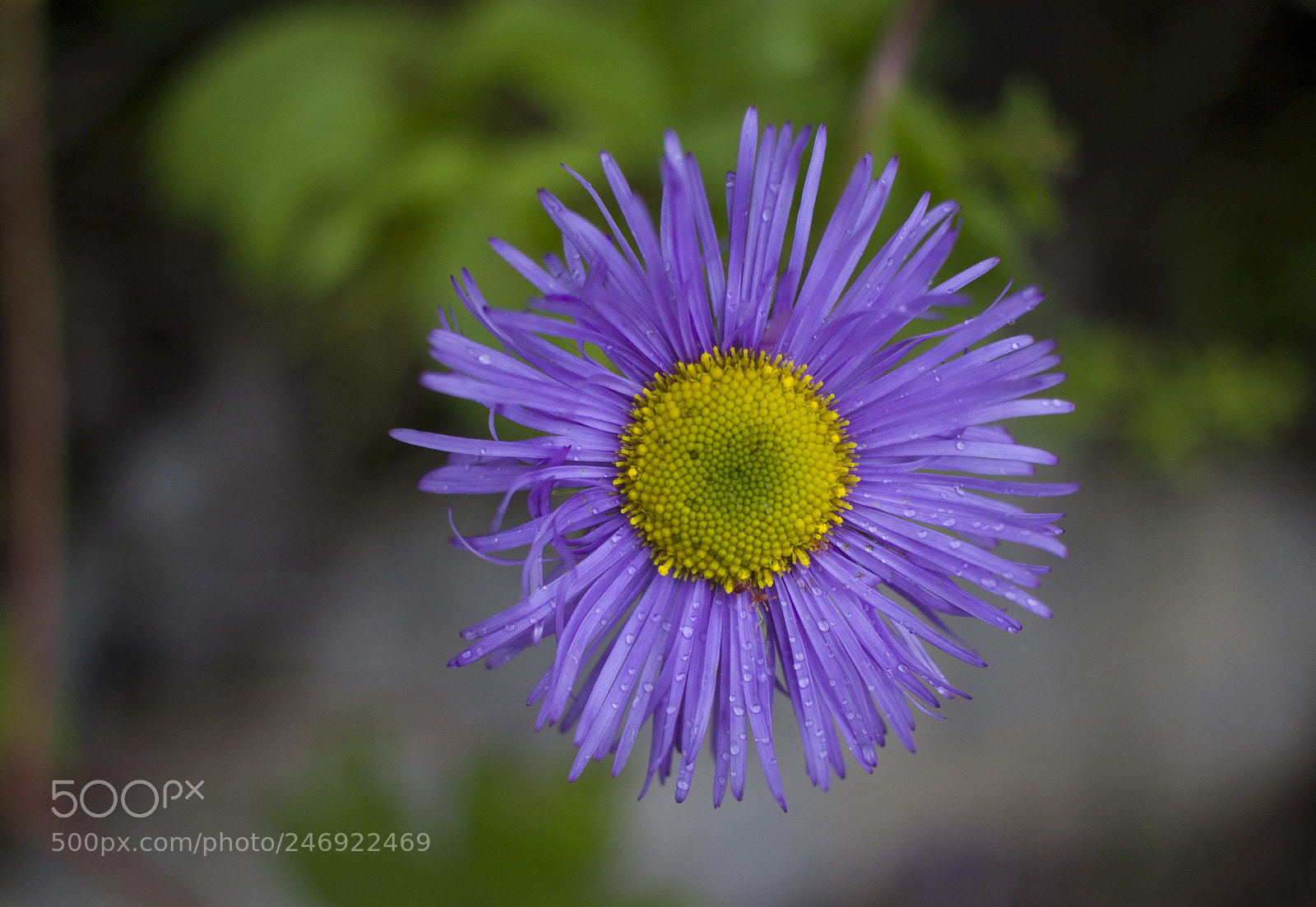 Canon EOS 600D (Rebel EOS T3i / EOS Kiss X5) sample photo. From the valley of photography