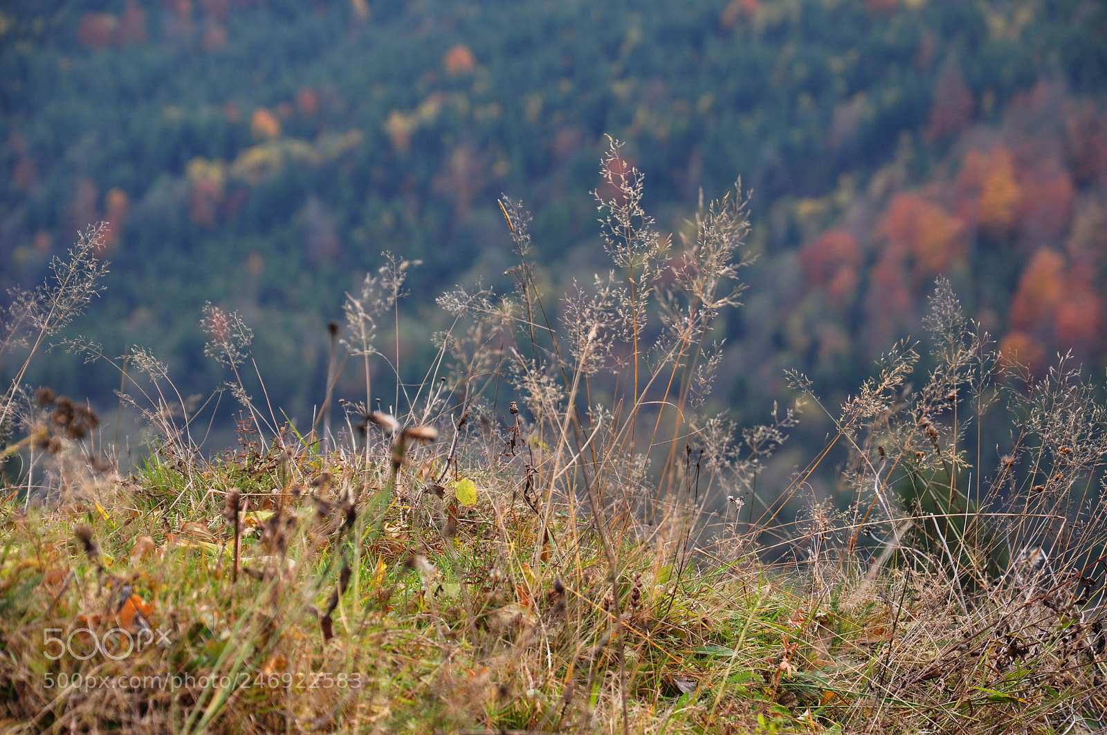 Nikon D90 sample photo. The last year grass photography