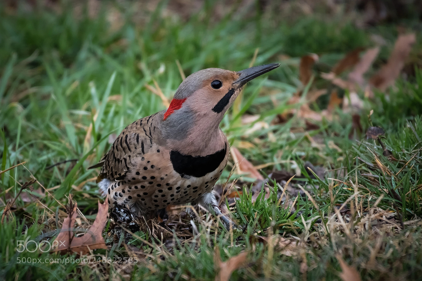 Nikon D850 sample photo. Northern flicker photography