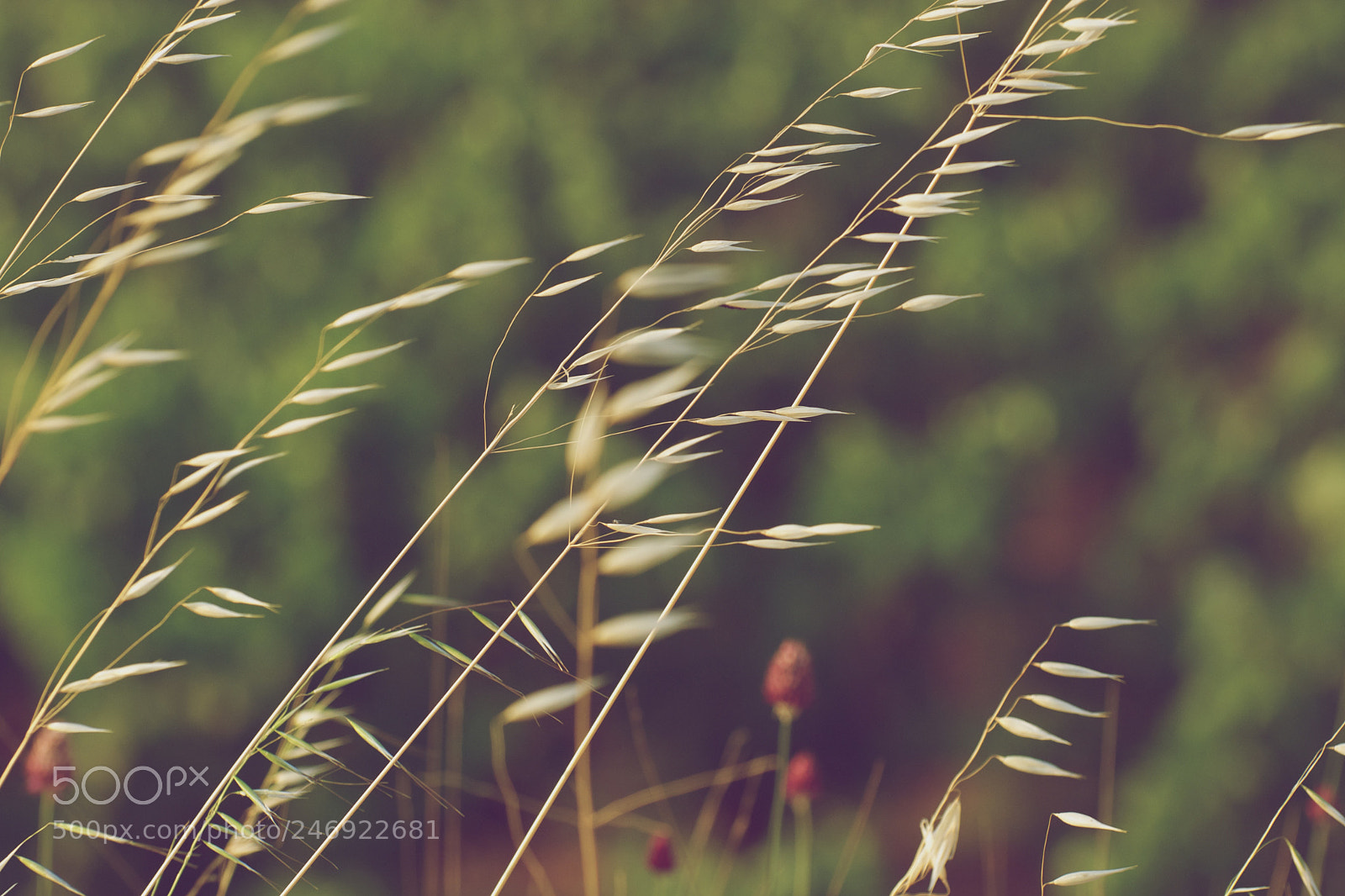 Nikon D80 sample photo. Vintage photography
