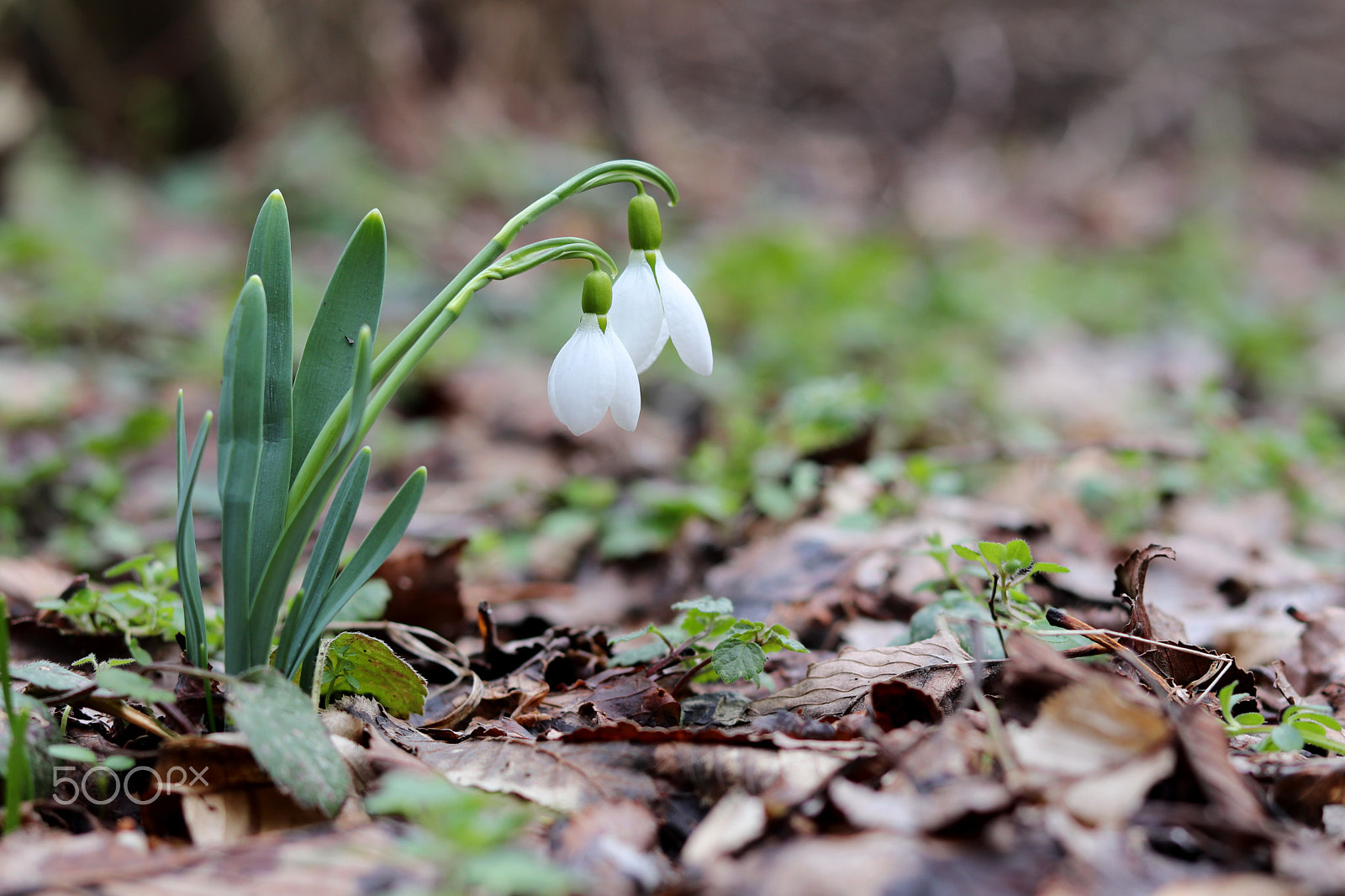 Canon EOS 800D (EOS Rebel T7i / EOS Kiss X9i) sample photo. Snowdrops photography