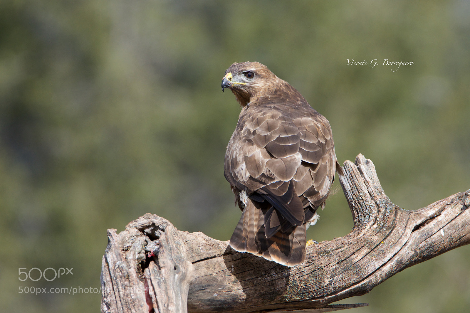 Nikon D7200 sample photo. Buteo buteo photography