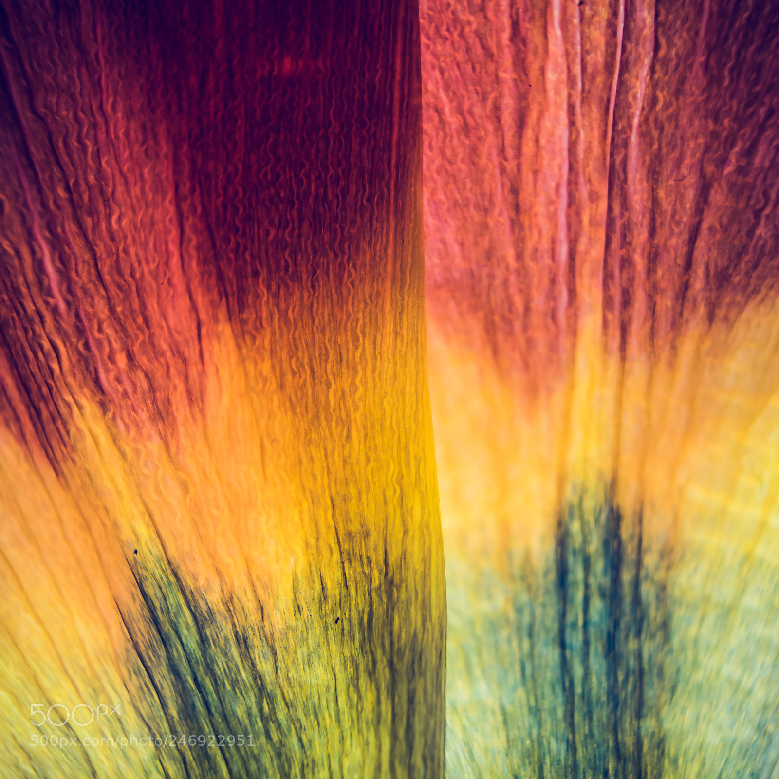 Sony a7 II sample photo. 045/365: tulip leaf detail photography
