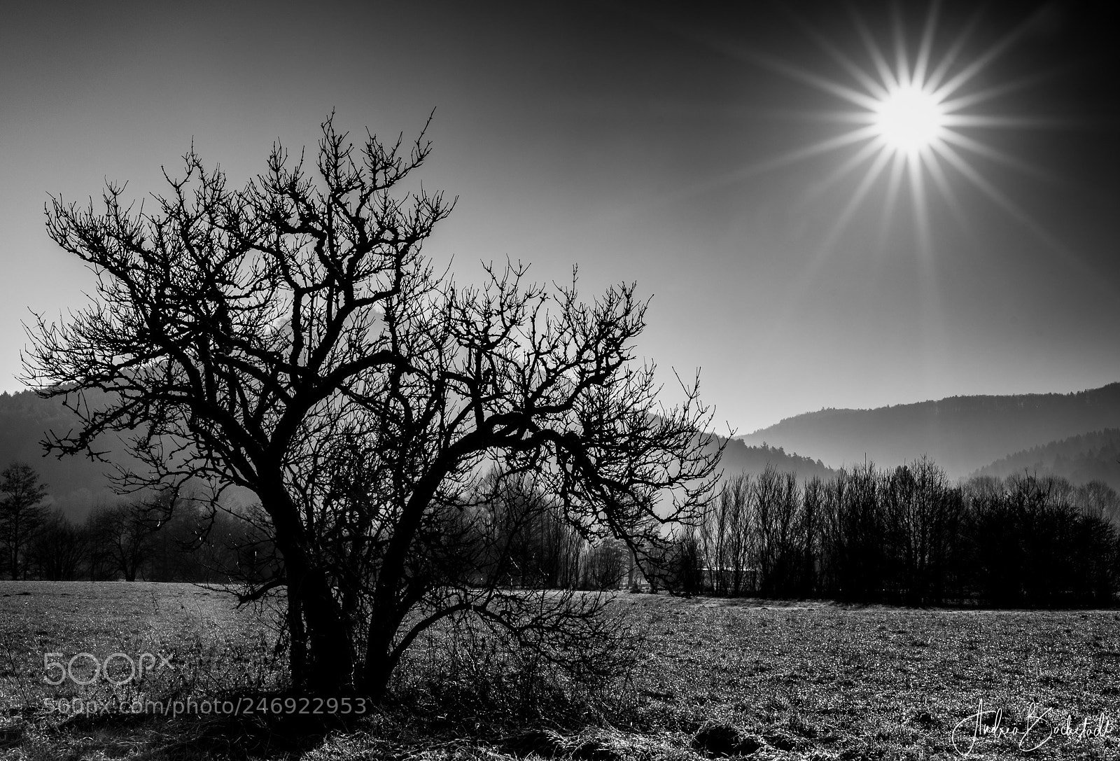 Nikon D500 sample photo. Wintersun photography